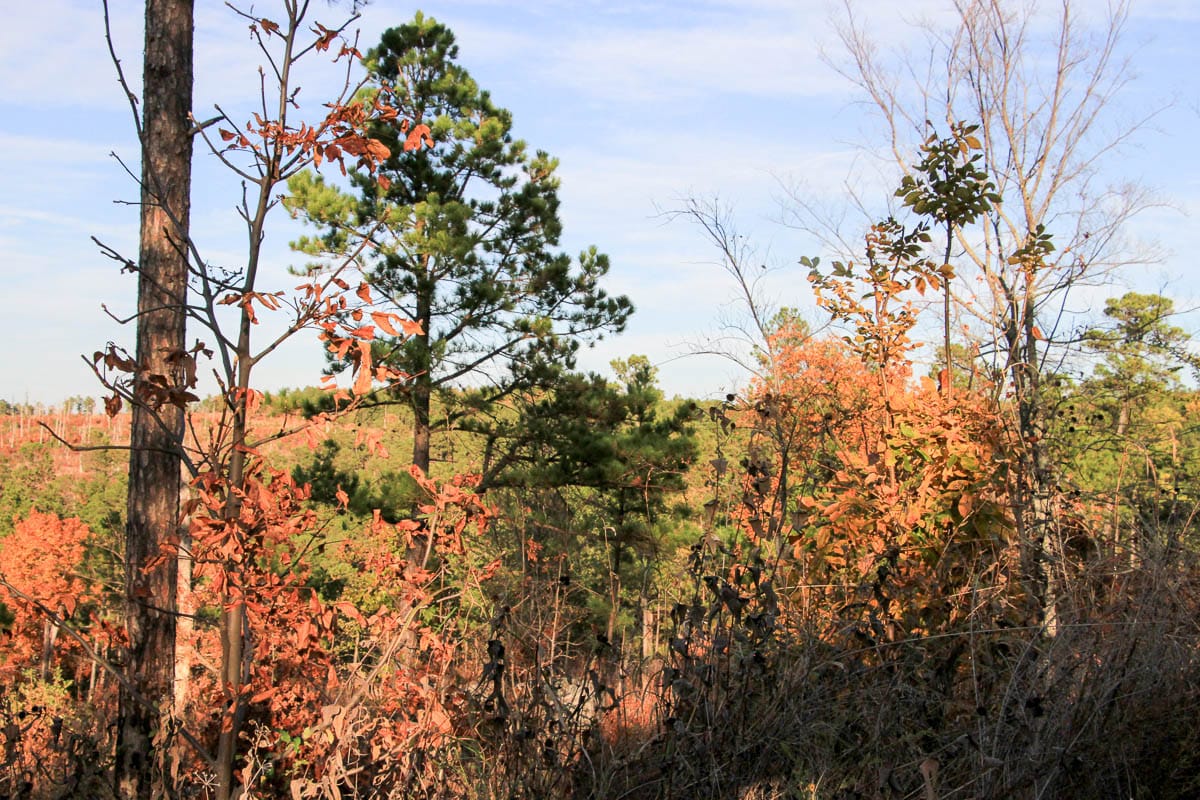 Stone Creek Phase III Tract 43 photo 7