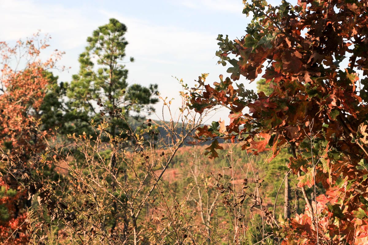 Stone Creek Phase III Tract 43 photo 8