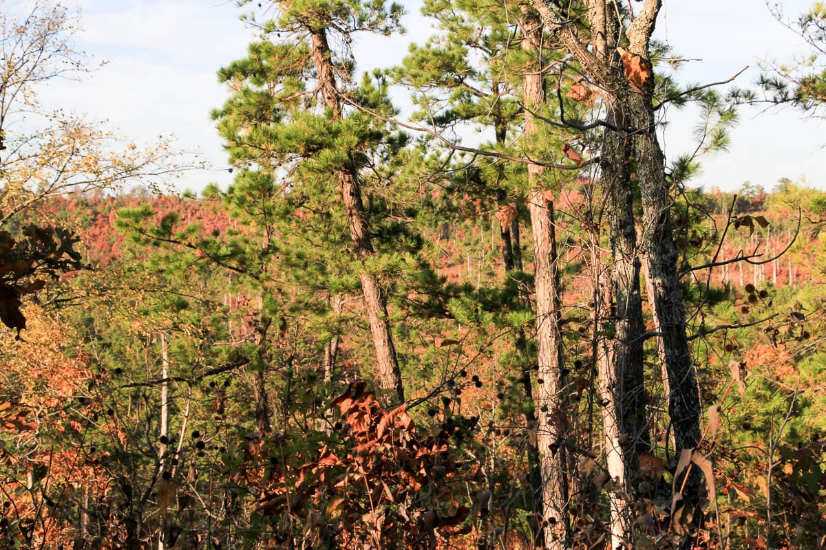 Stone Creek Phase III Tract 43 photo 10