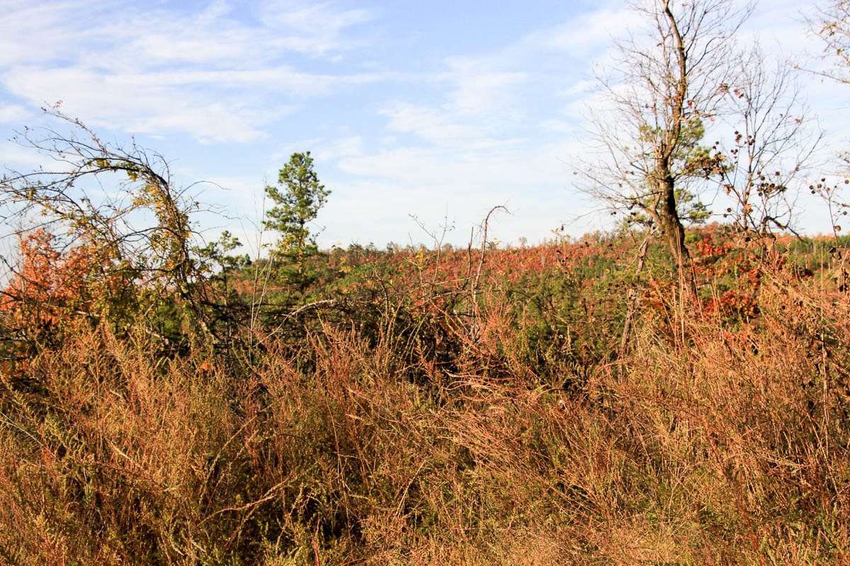 Stone Creek Phase III Tract 43 photo 14