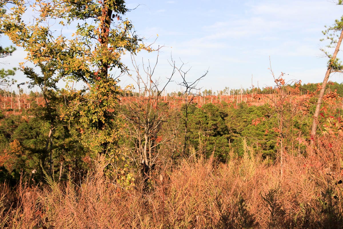 Stone Creek Phase III Tract 43 photo 17