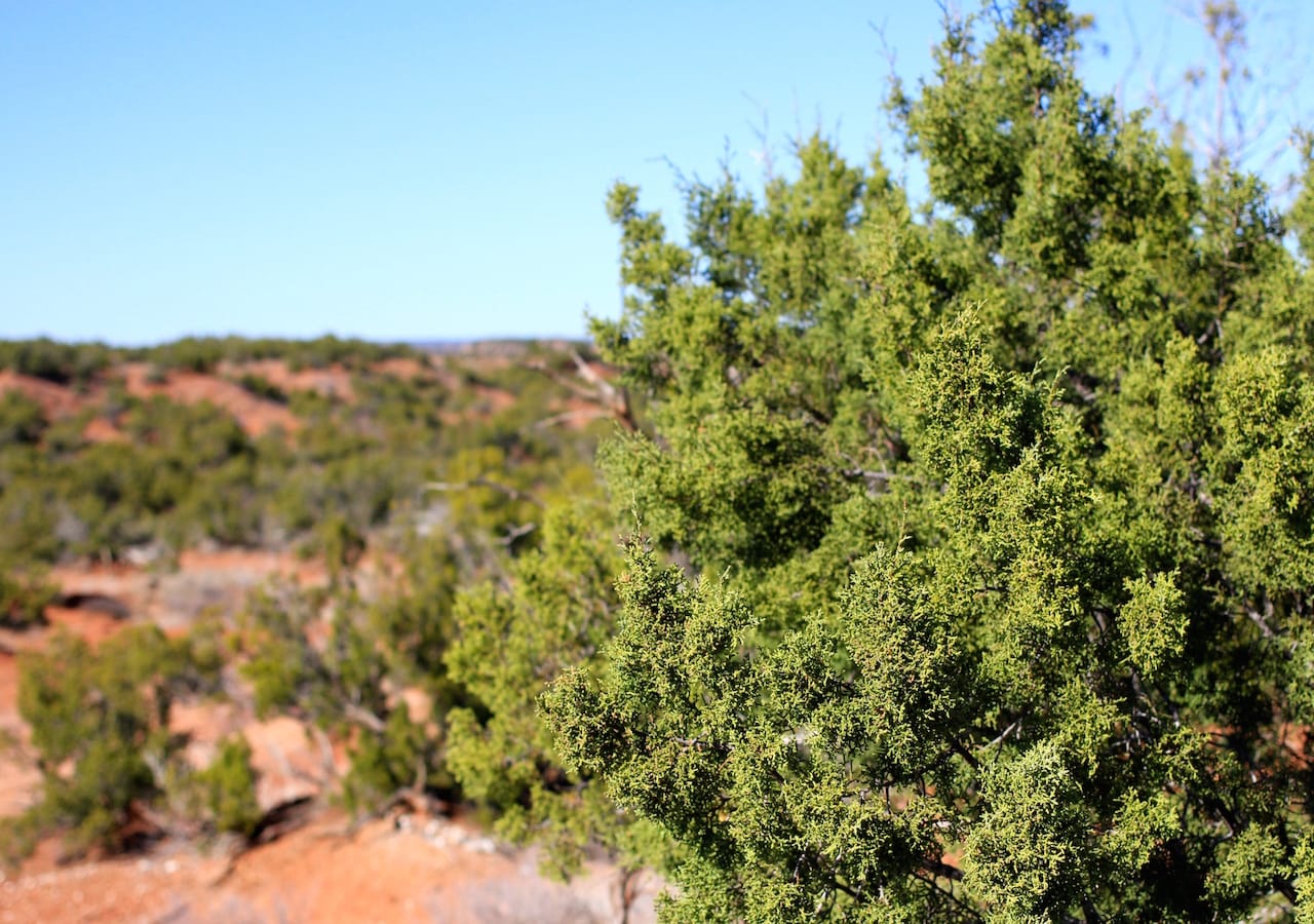 Red Rock Ranch Tract 21 photo 6