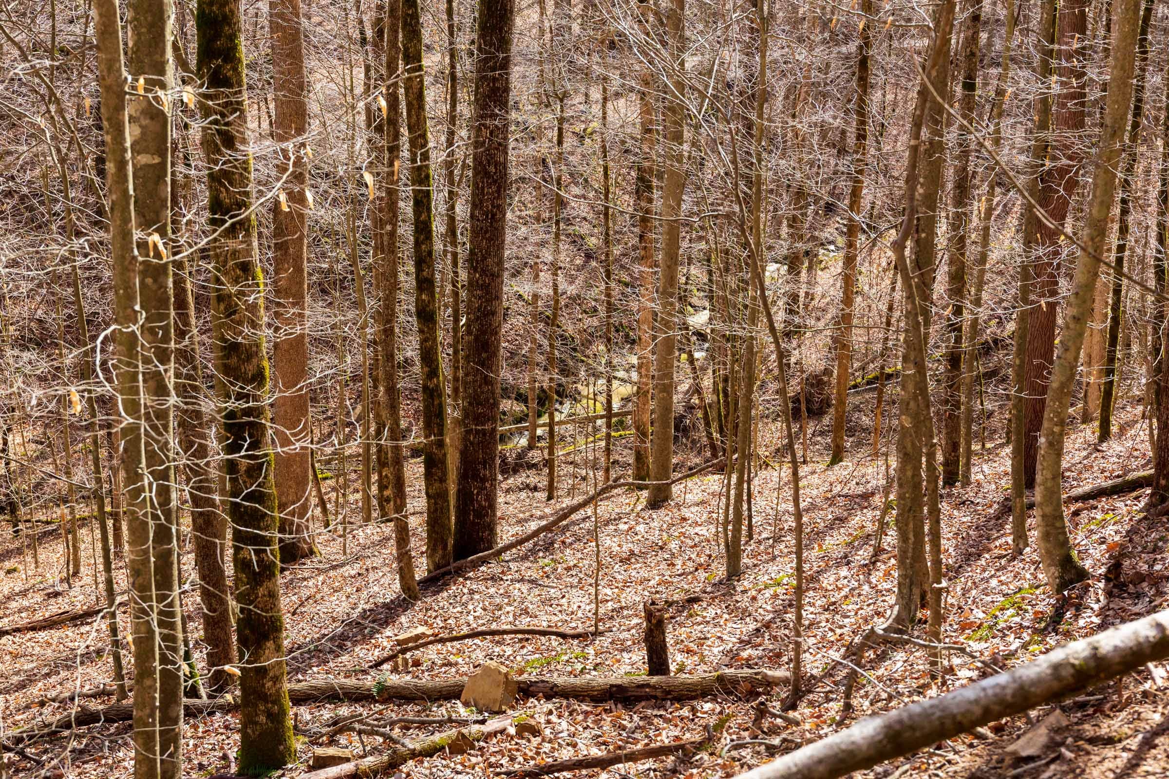 Blackstone Mountain Phase II Tract 82 photo 7