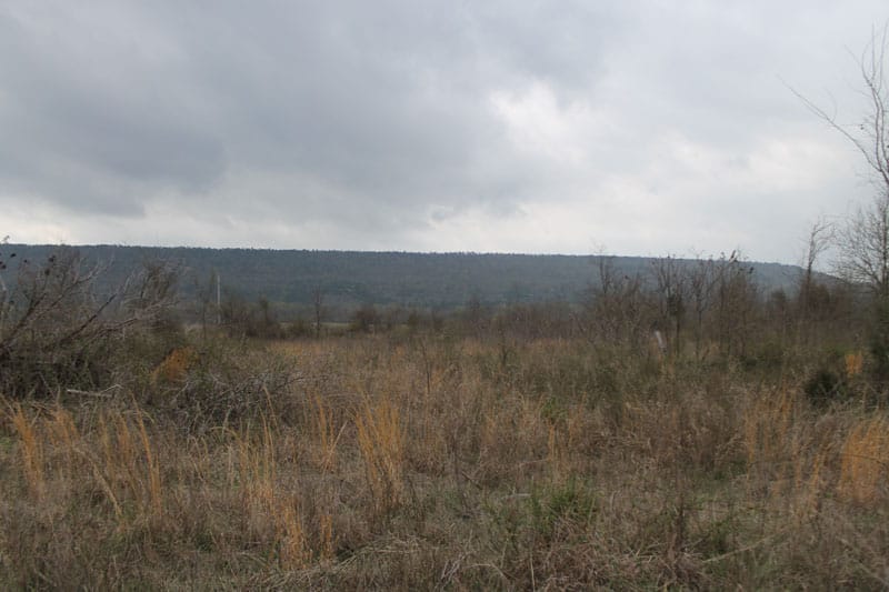 Daisy Meadows Tract 1 photo 5