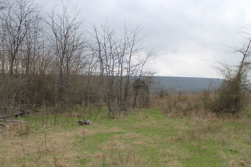 Daisy Meadows Tract 1 photo 6