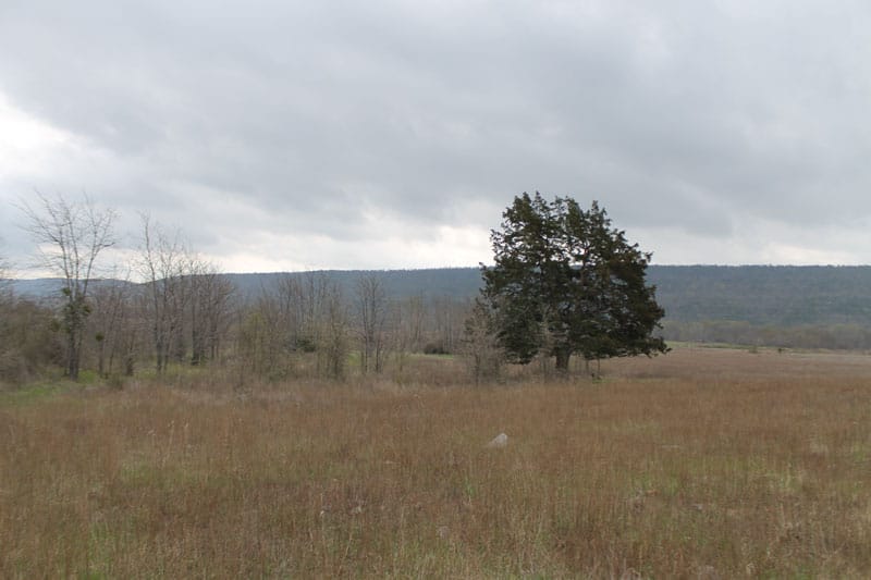 Daisy Meadows Tract 1 photo 7