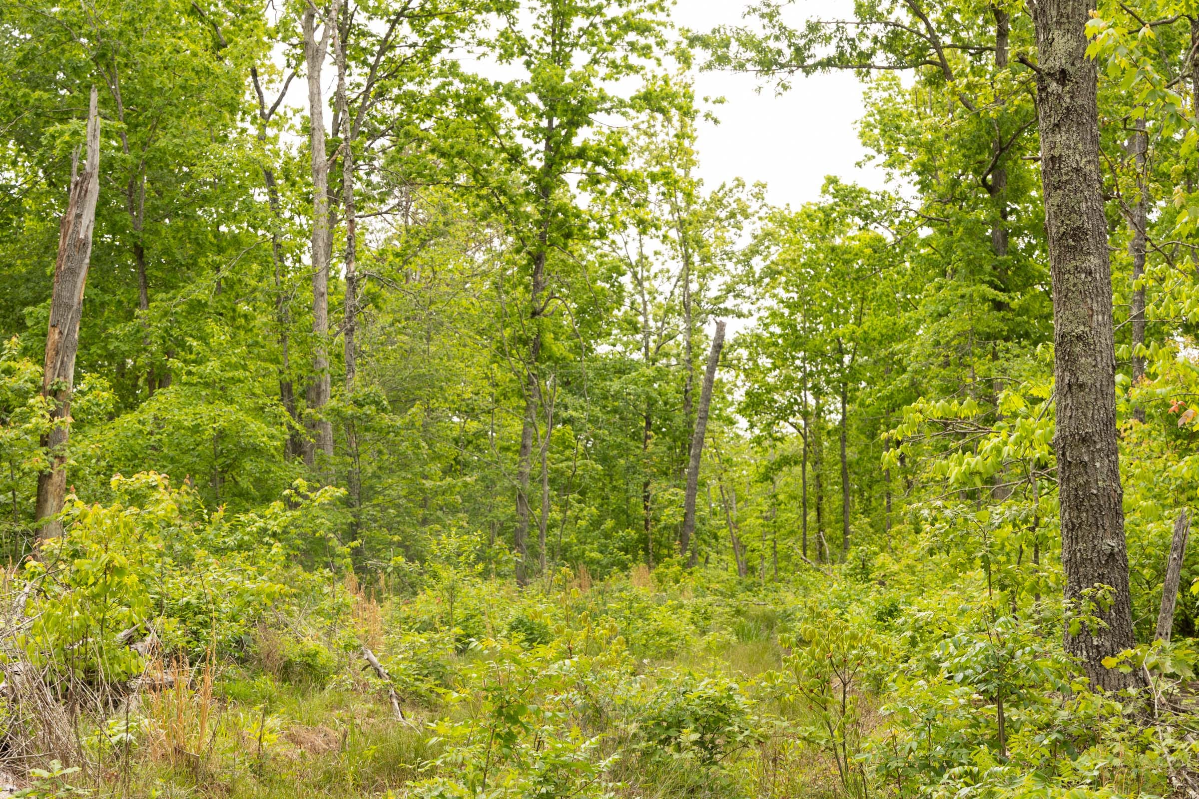 Stardust Estates Tract 23 photo 8