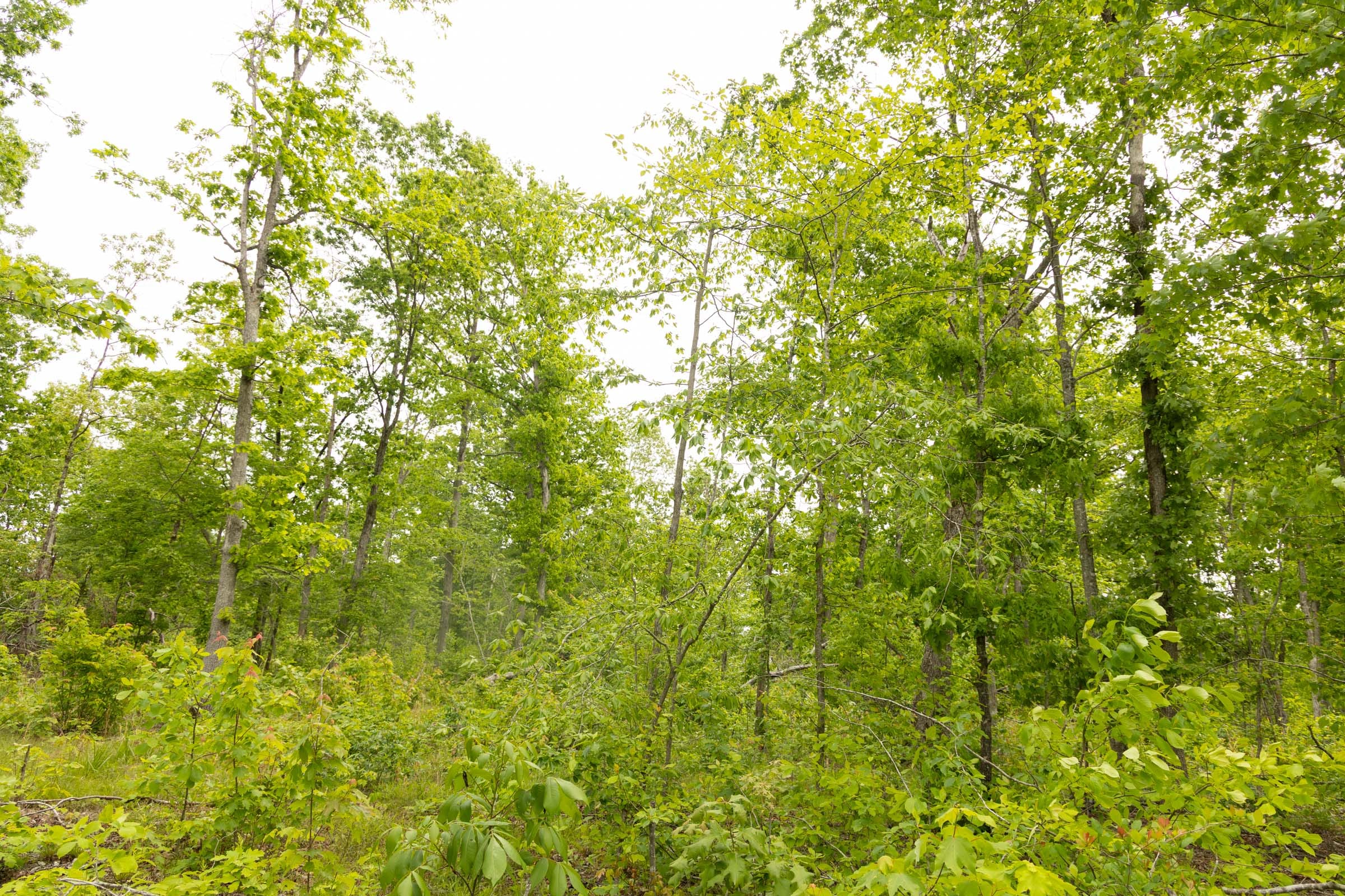 Stardust Estates Tract 23 photo 5