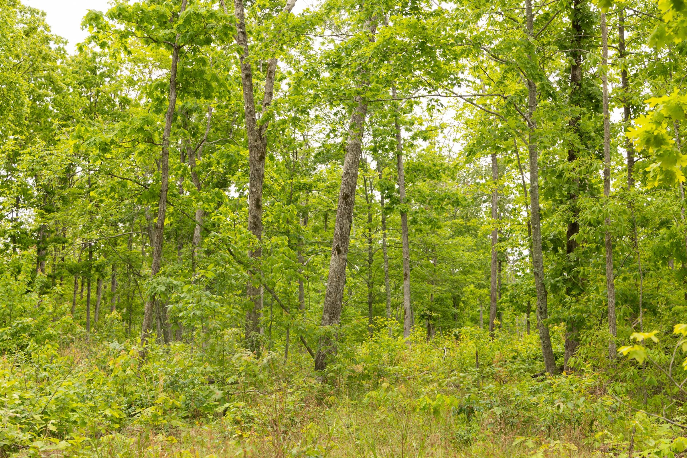 Stardust Estates Tract 23 photo 4