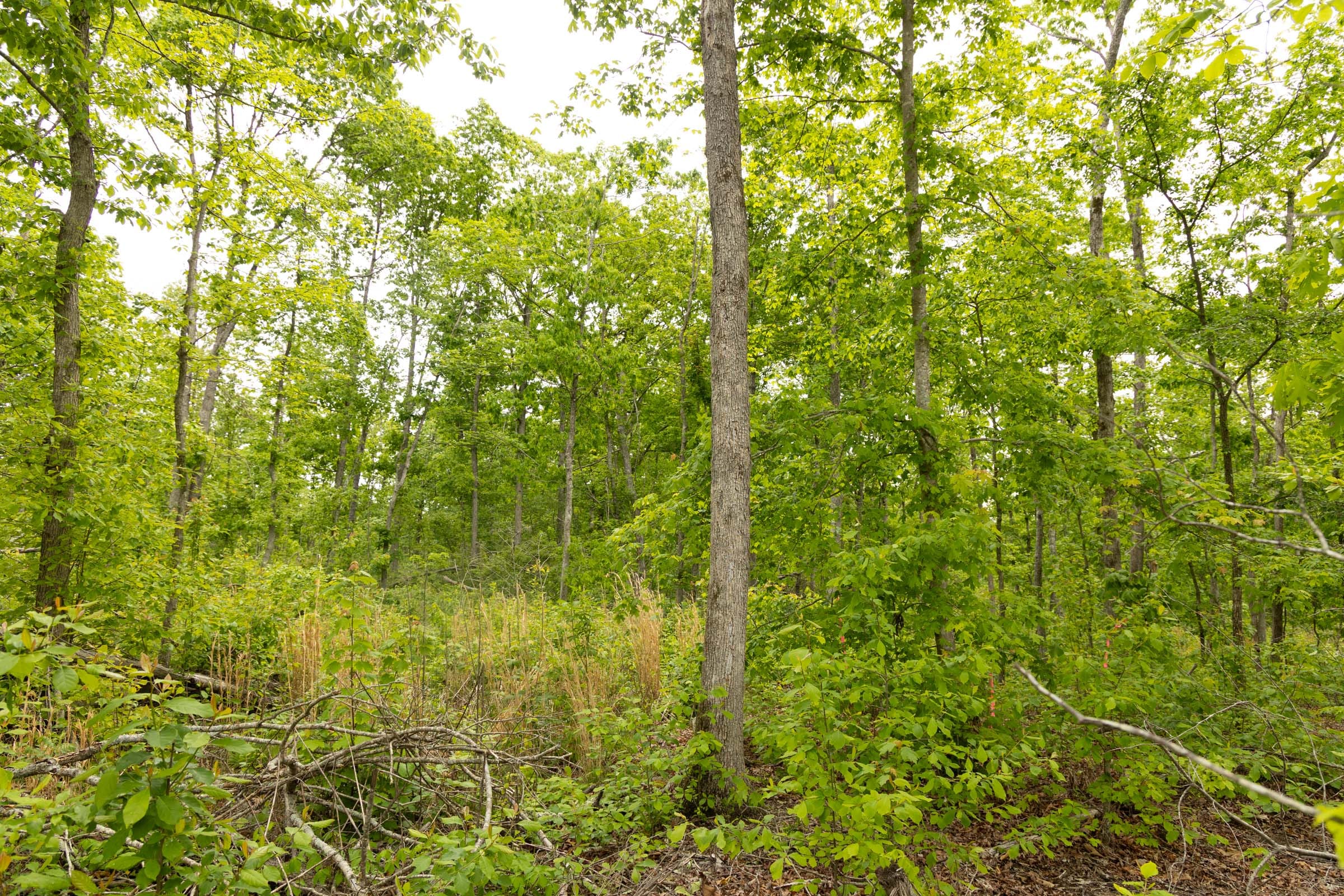Stardust Estates Tract 23 photo 3
