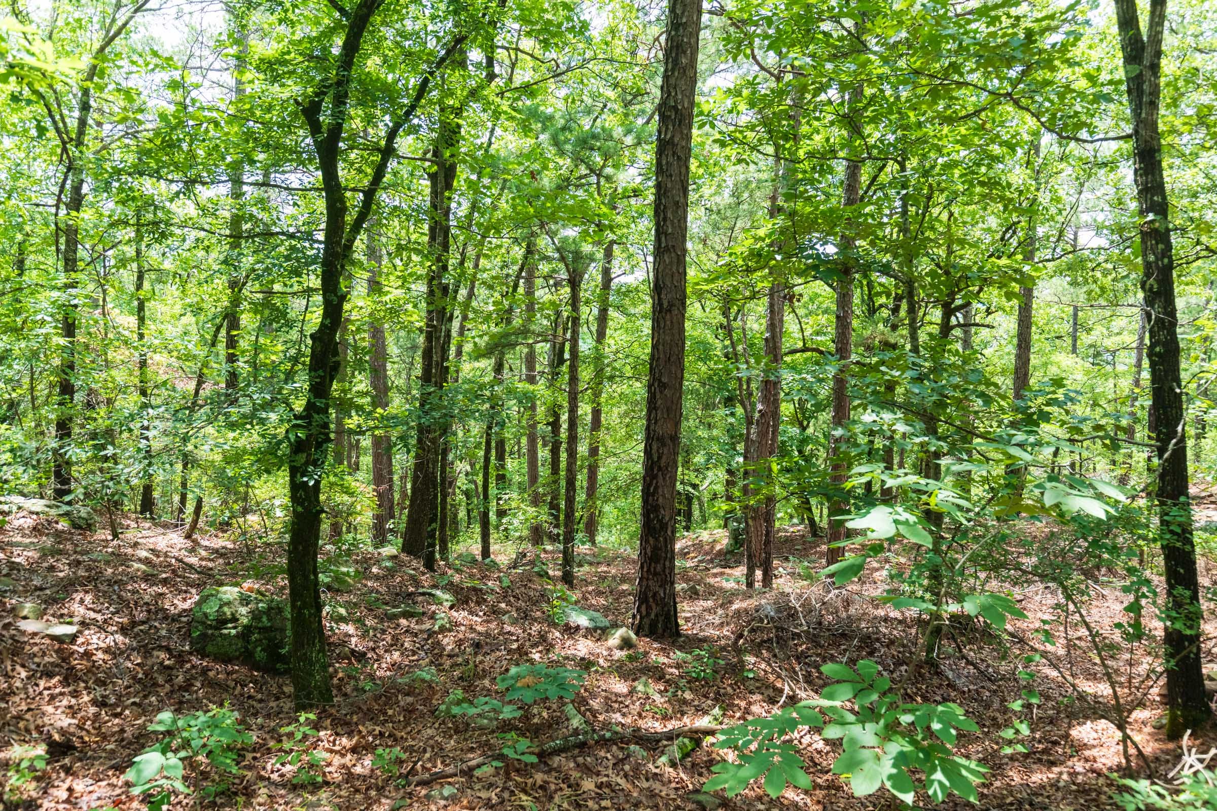 Stone Bridge Phase VI Tract 432 photo 3