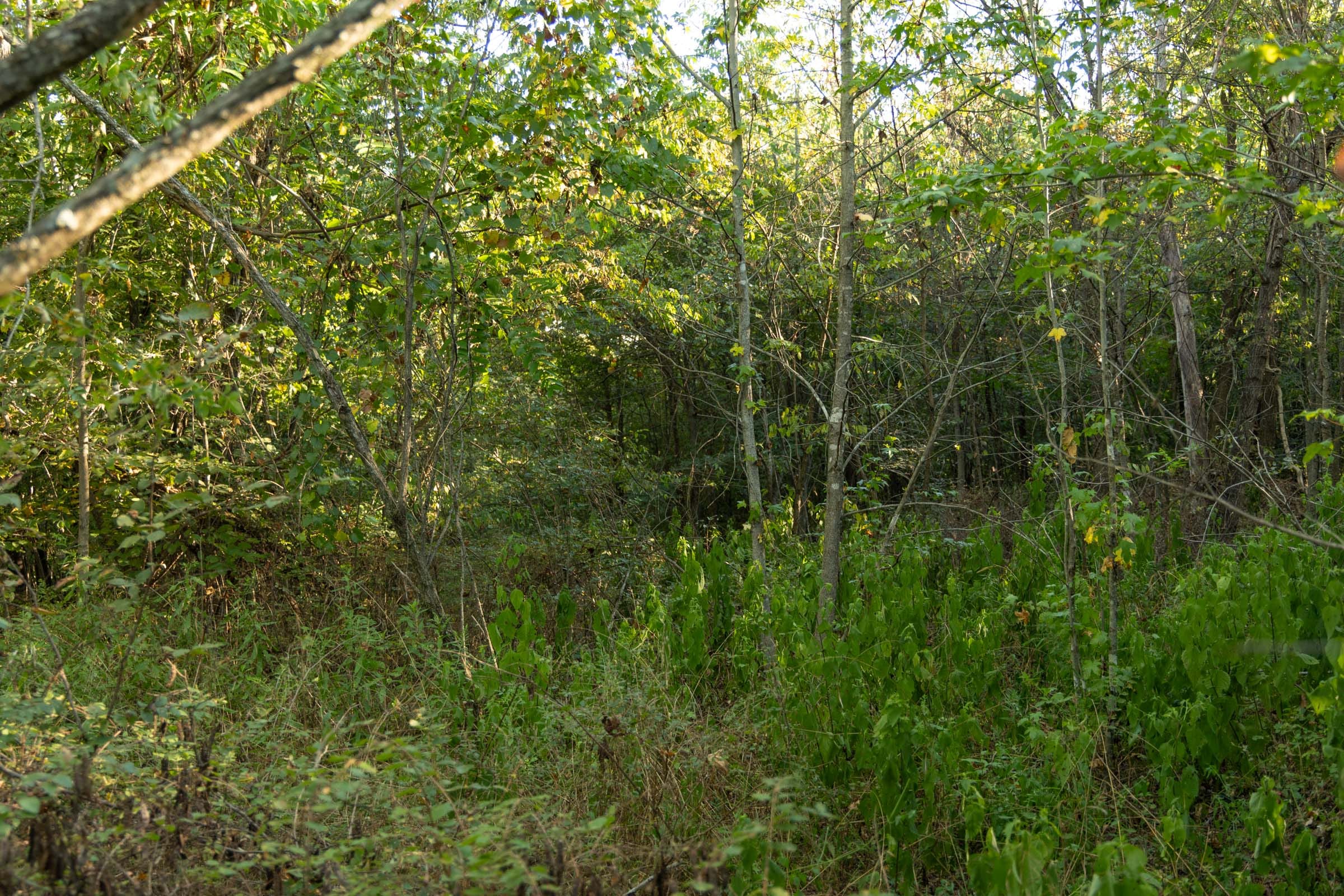 Big White Oak Tract 100 photo 16