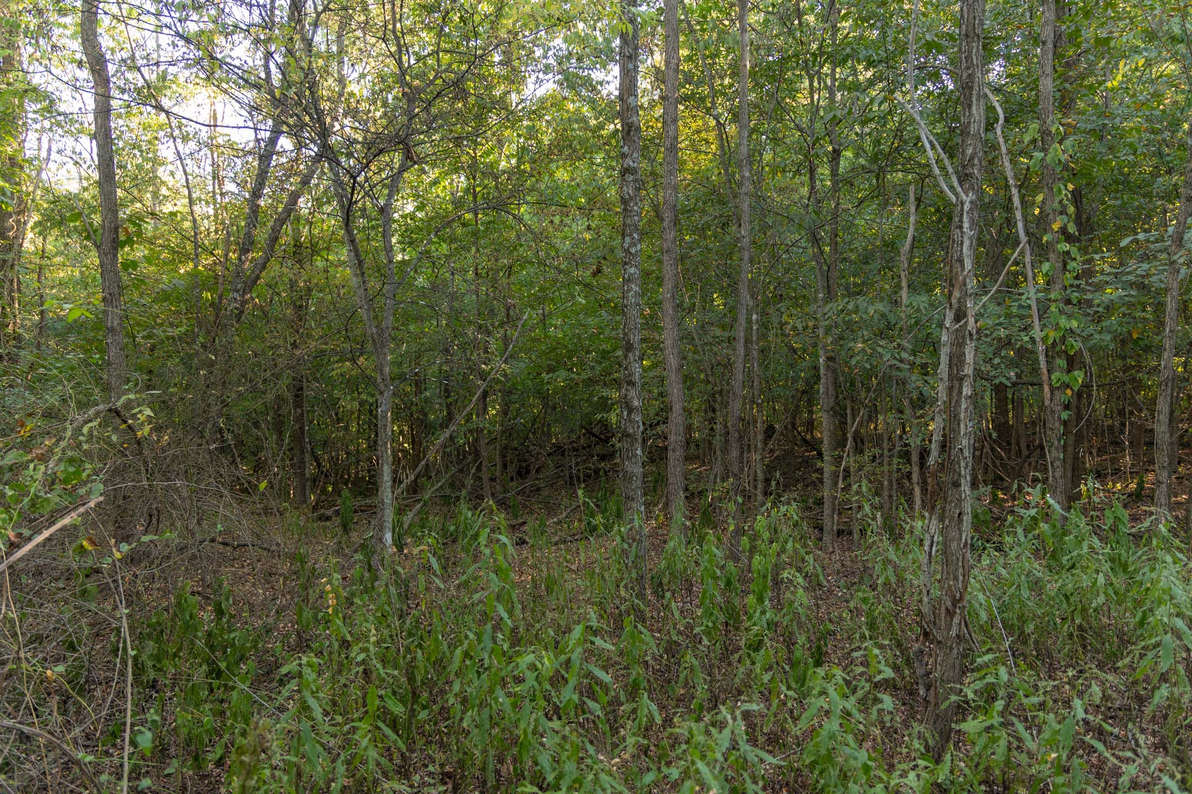 Big White Oak Tract 100 photo 15