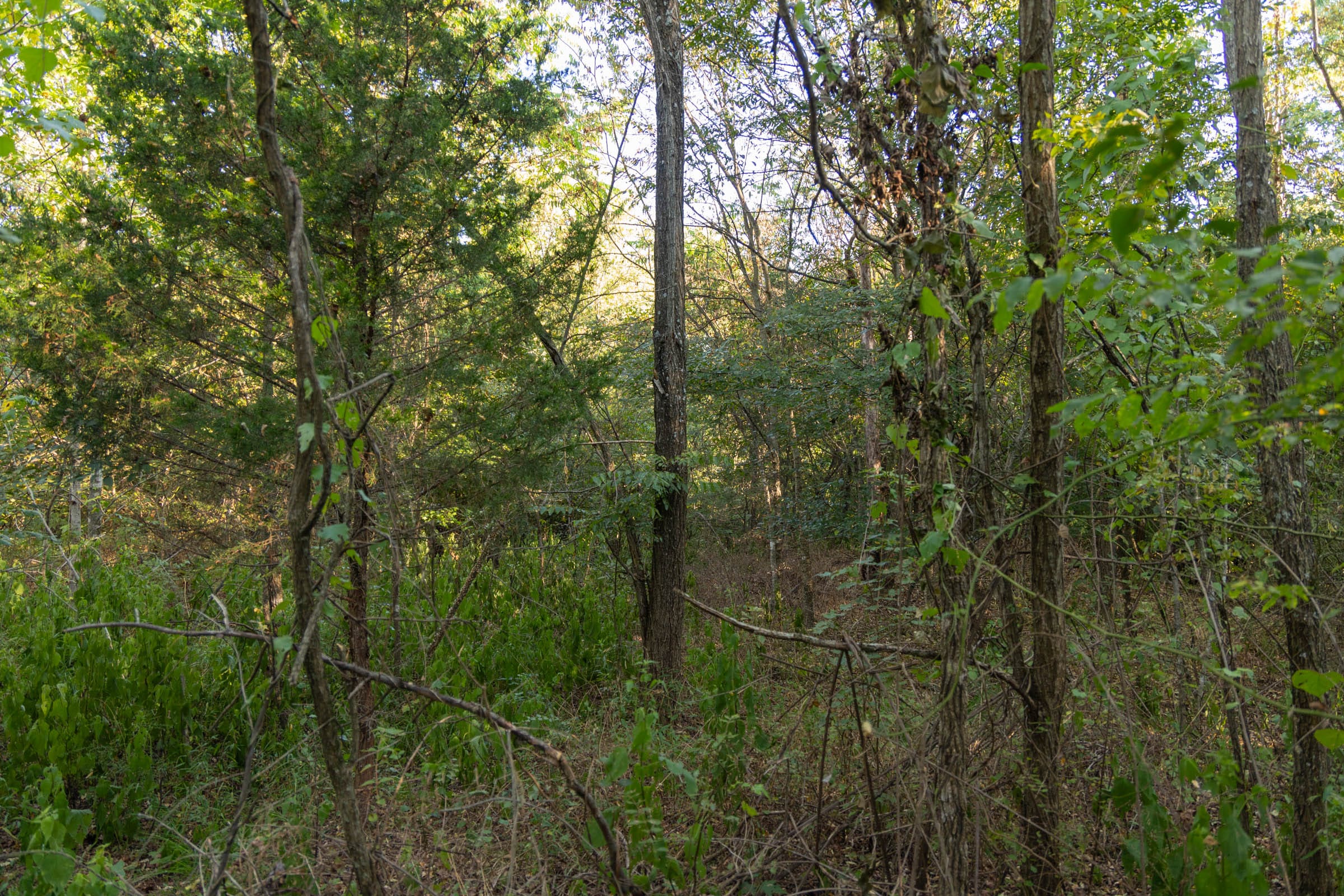Big White Oak Tract 100 photo 14