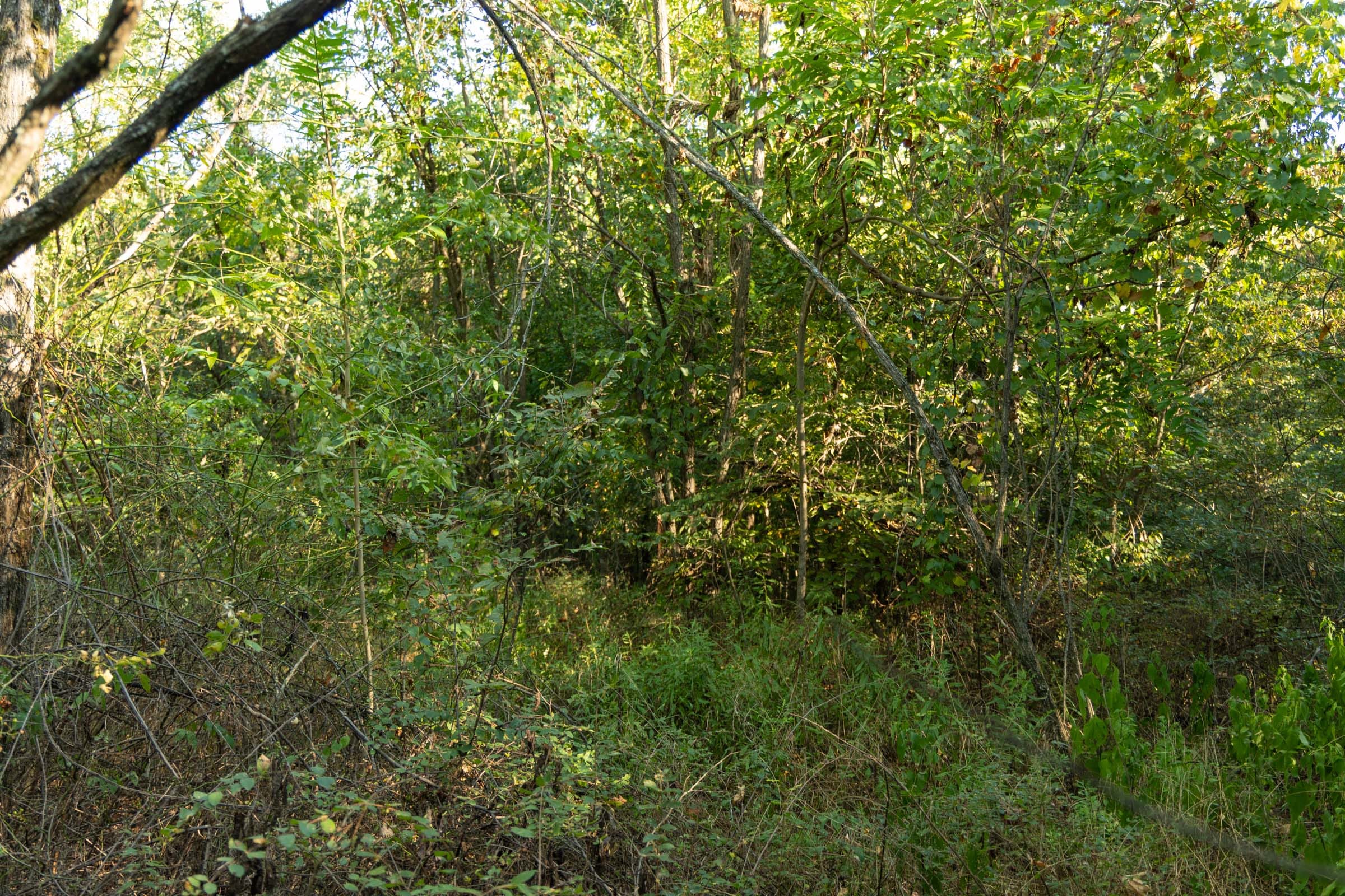 Big White Oak Tract 100 photo 13