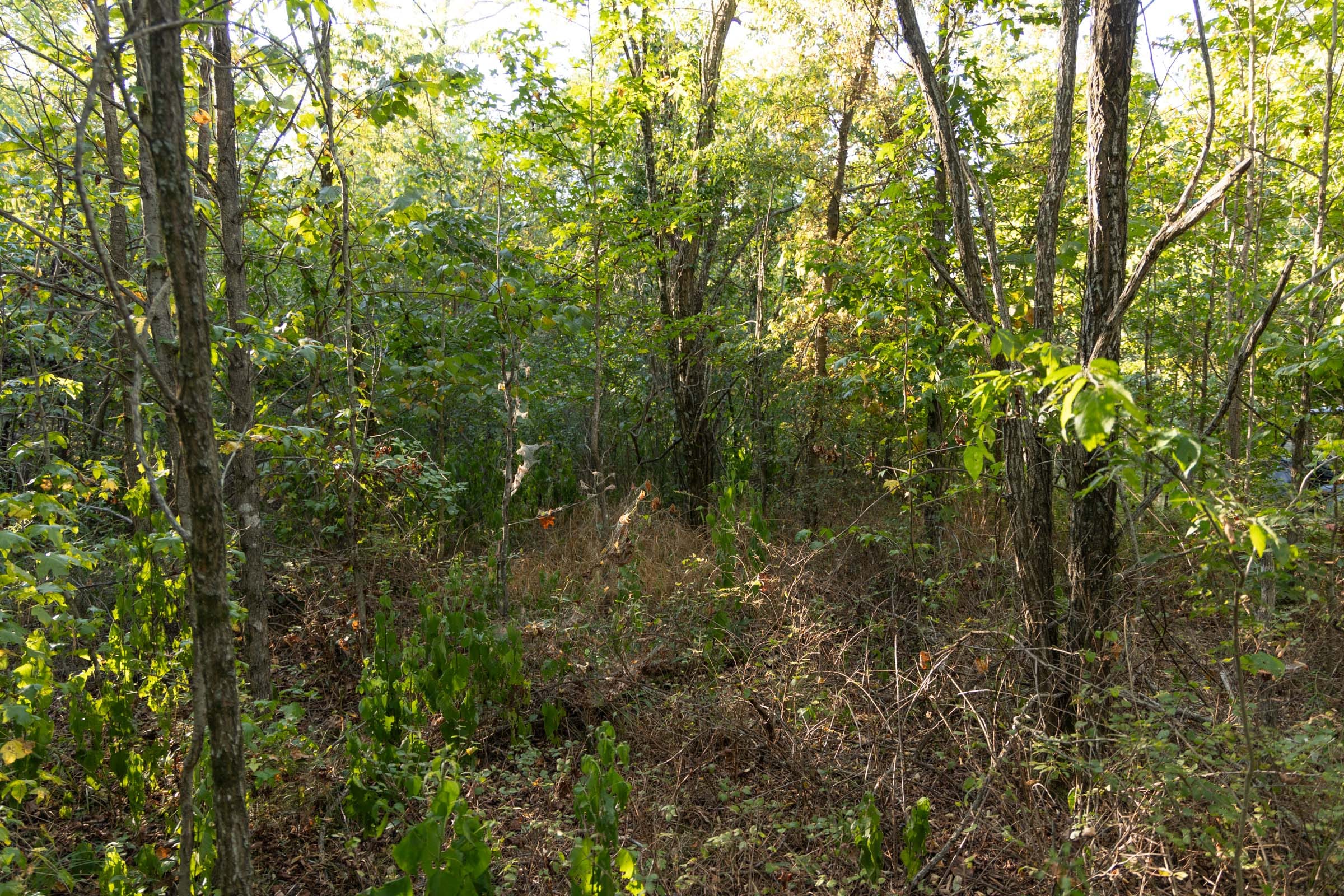 Big White Oak Tract 100 photo 12