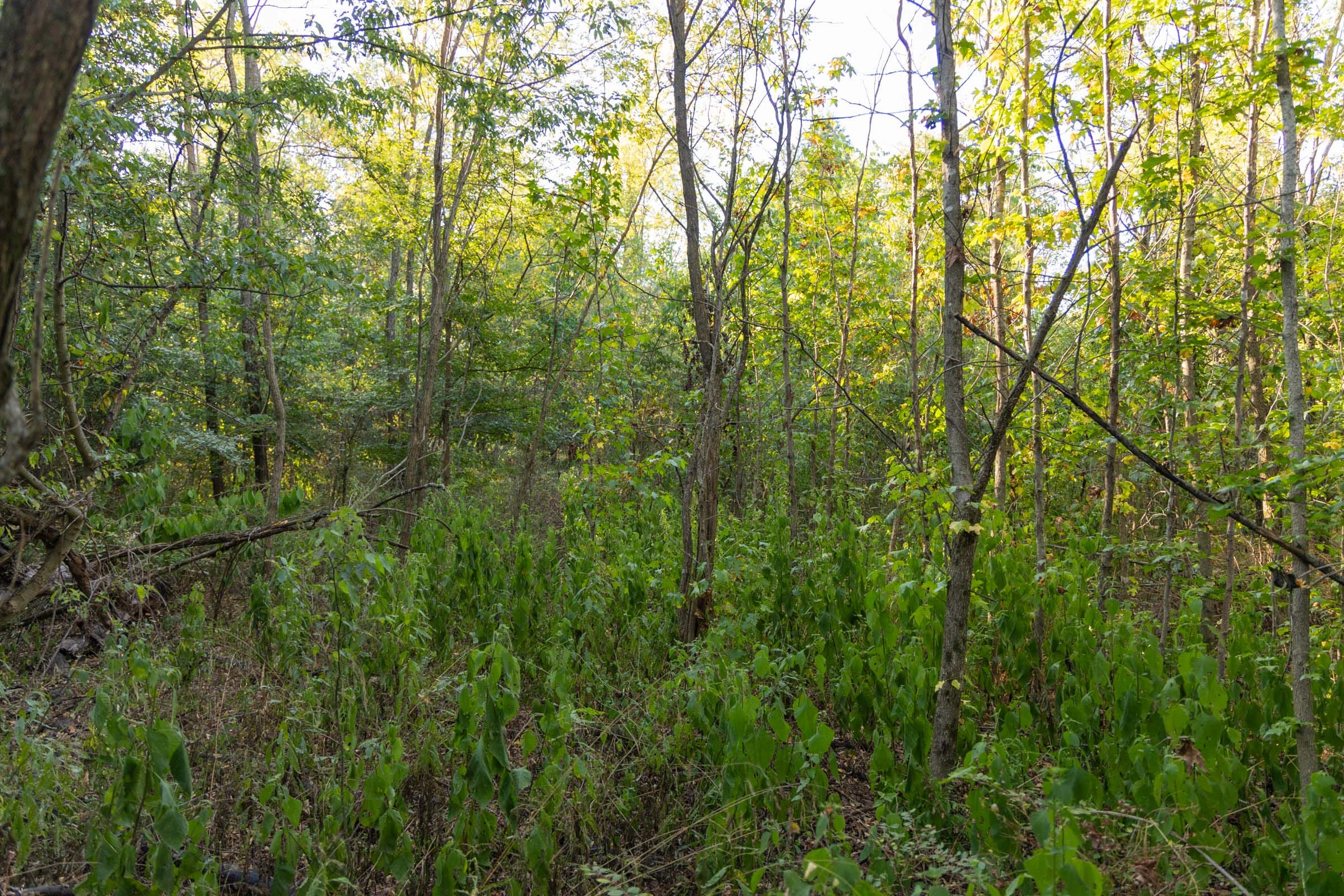 Big White Oak Tract 100 photo 11