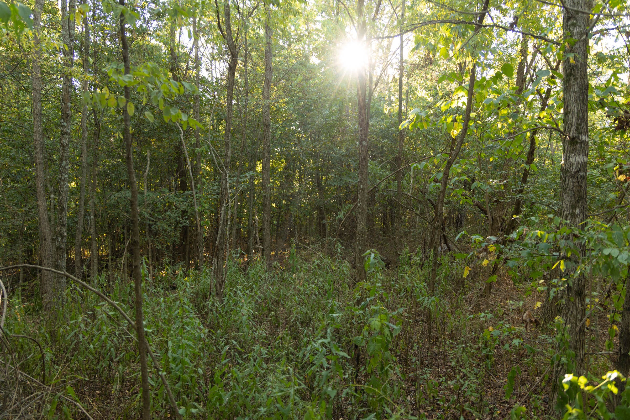Big White Oak Tract 100 photo 10
