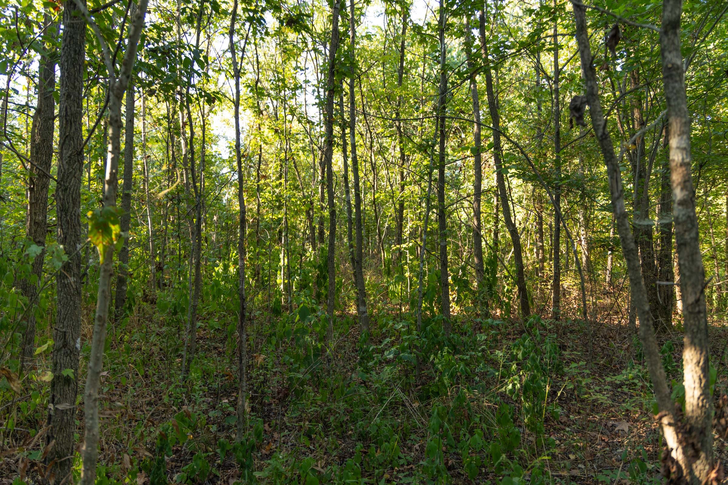 Big White Oak Tract 100 photo 8