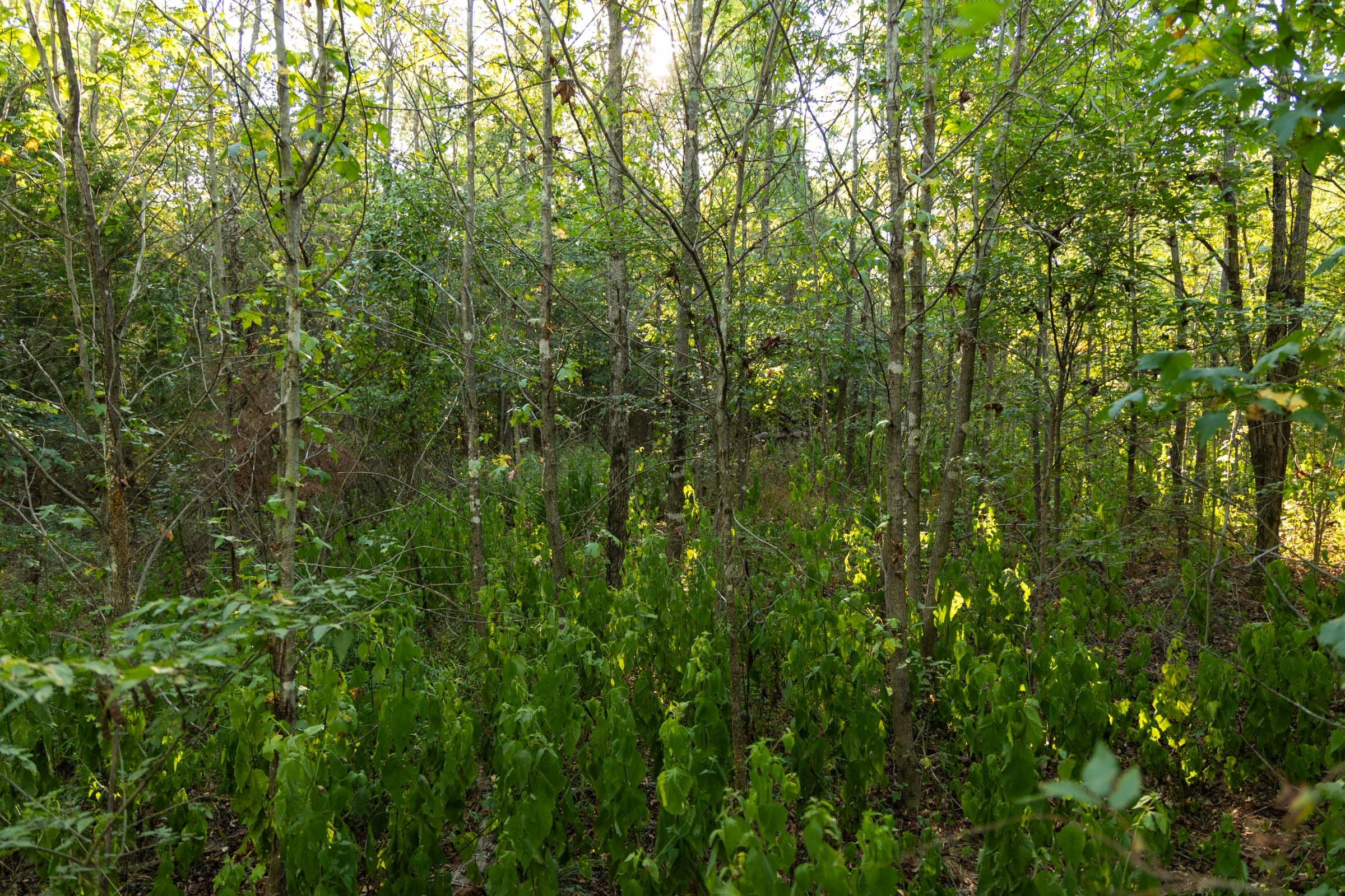 Big White Oak Tract 100 photo 7
