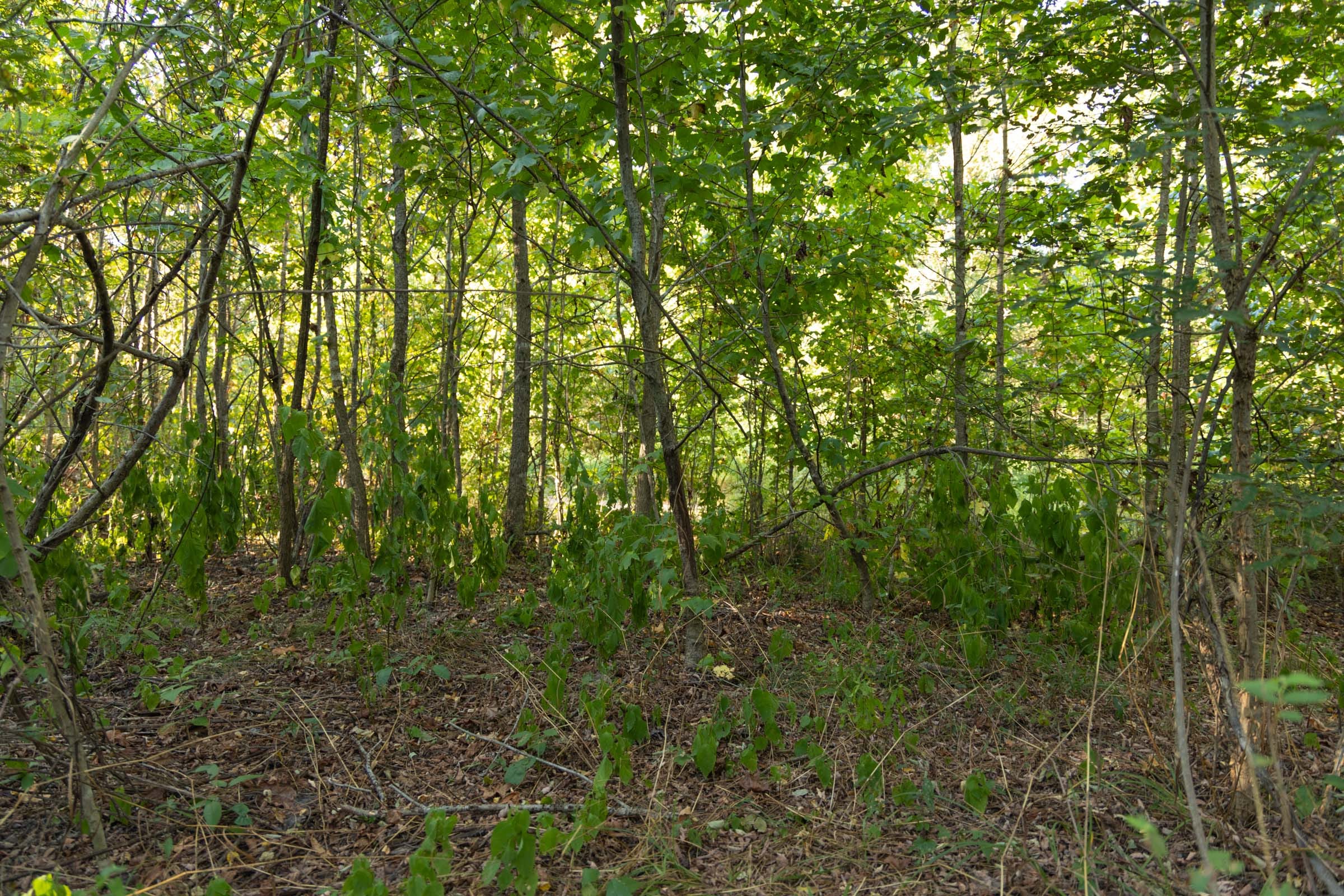 Big White Oak Tract 100 photo 6