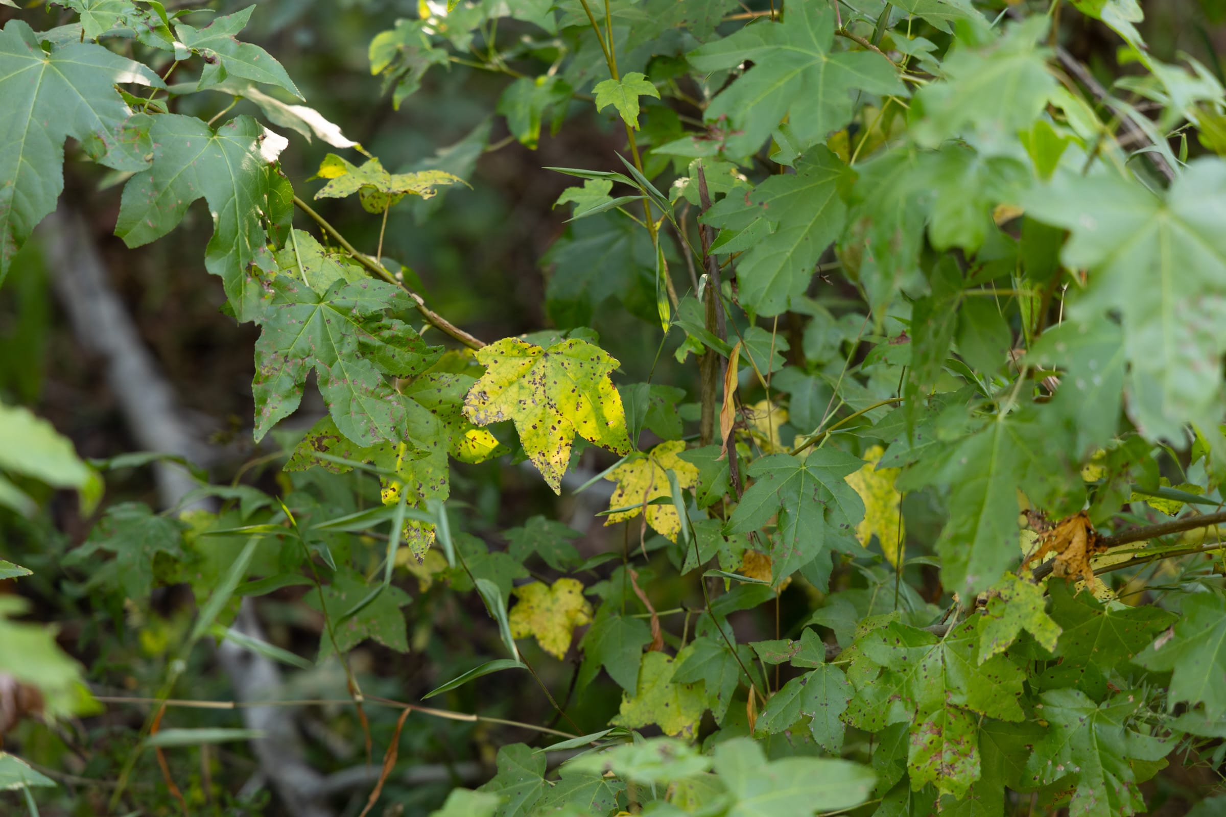 Big White Oak Tract 100 photo 3