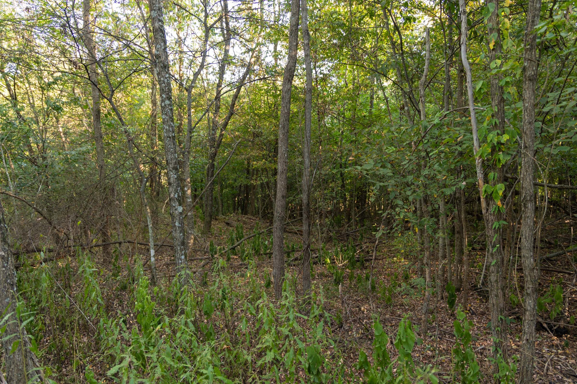 Big White Oak Tract 100 photo 2