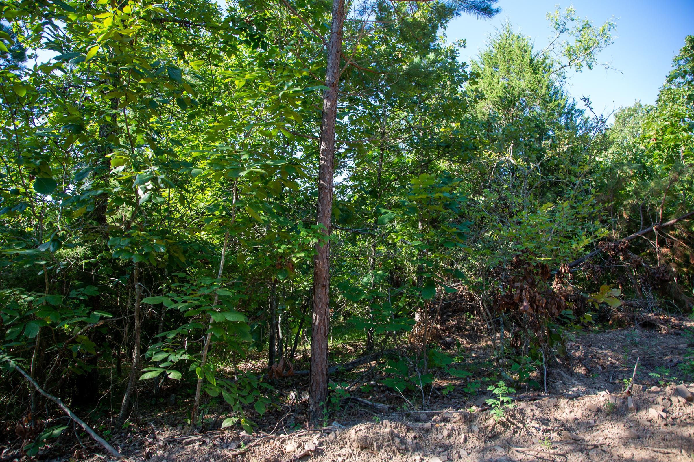 Tyler Stone Ranch Tract 32 photo 2