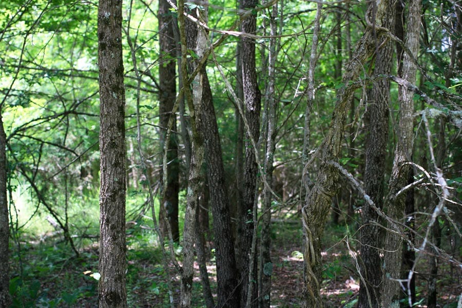 Bluebird Ranch Tract 18 photo 1