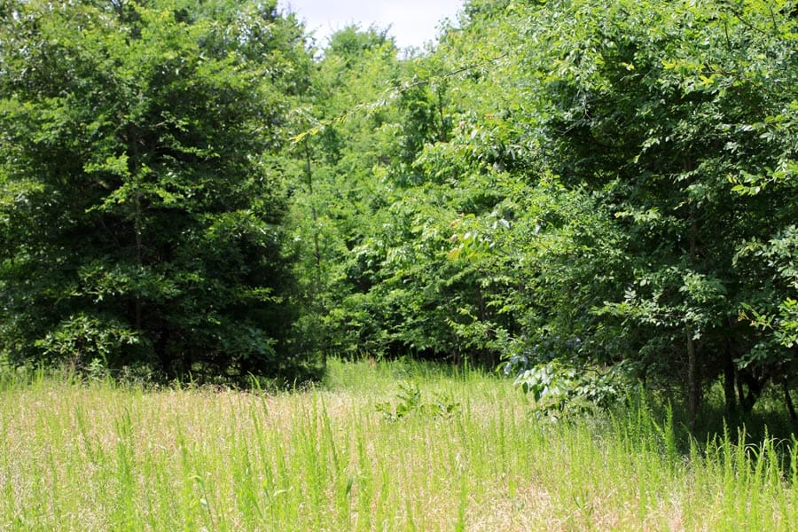 Bluebird Ranch Tract 18 photo 2