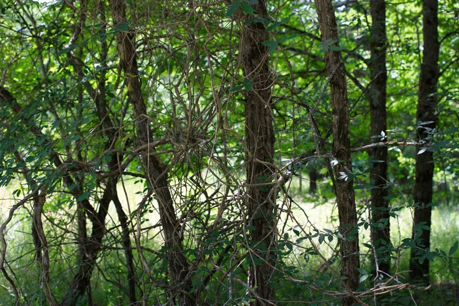 Bluebird Ranch Tract 18 photo 6
