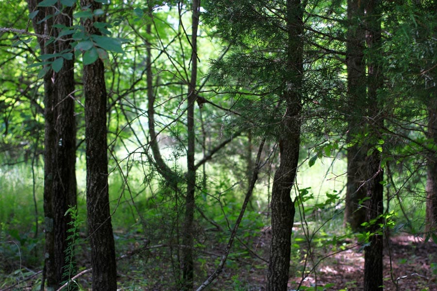 Bluebird Ranch Tract 18 photo 7