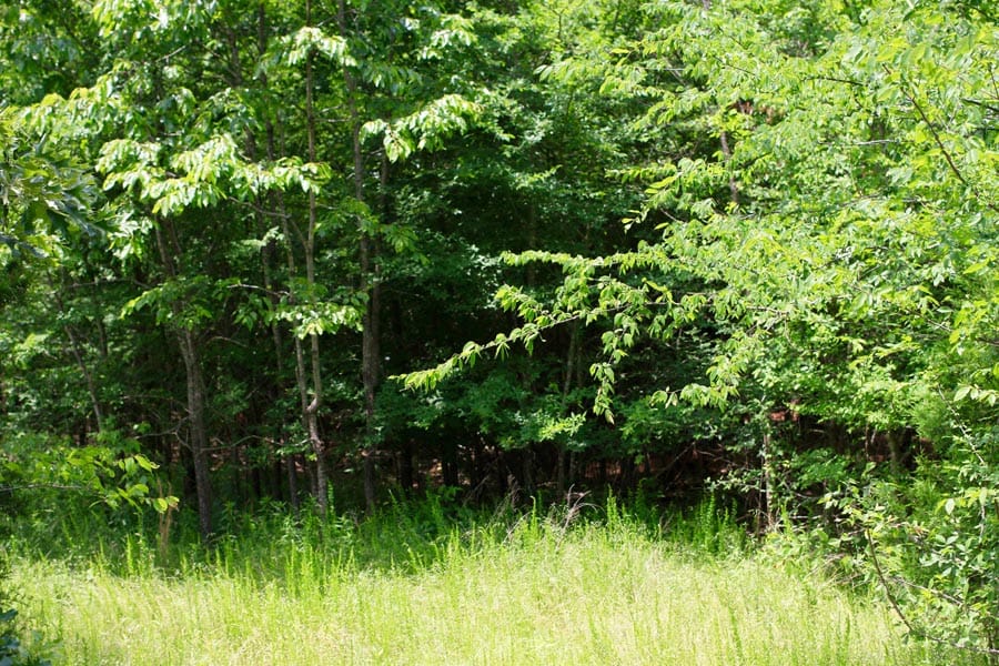 Bluebird Ranch Tract 18 photo 8