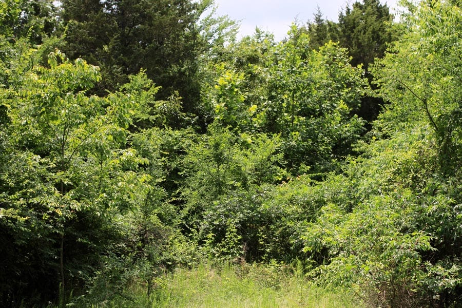 Bluebird Ranch Tract 18 photo 9