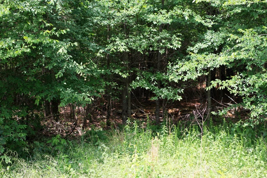 Bluebird Ranch Tract 18 photo 11