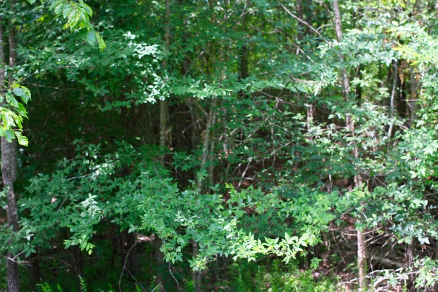 Bluebird Ranch Tract 18 photo 14