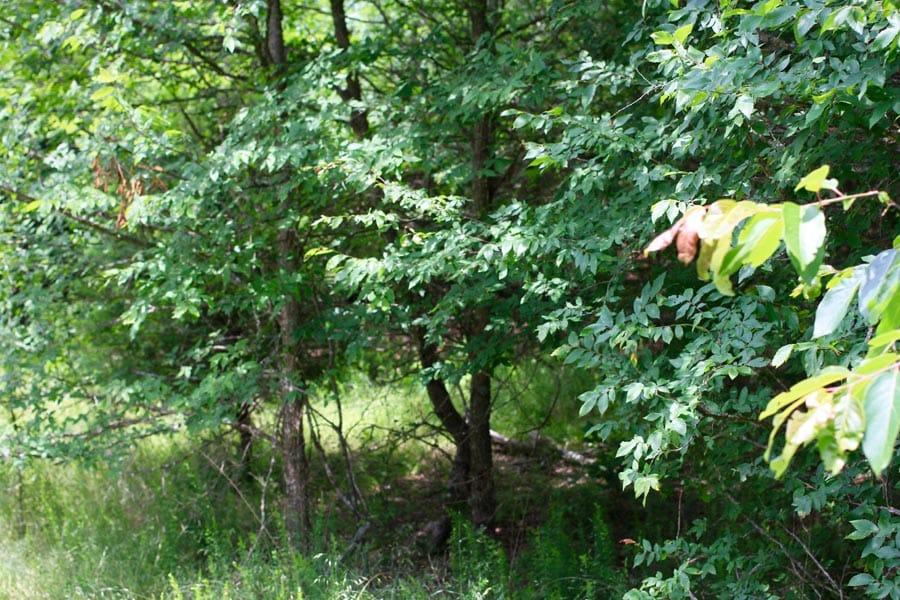 Bluebird Ranch Tract 18 photo 15