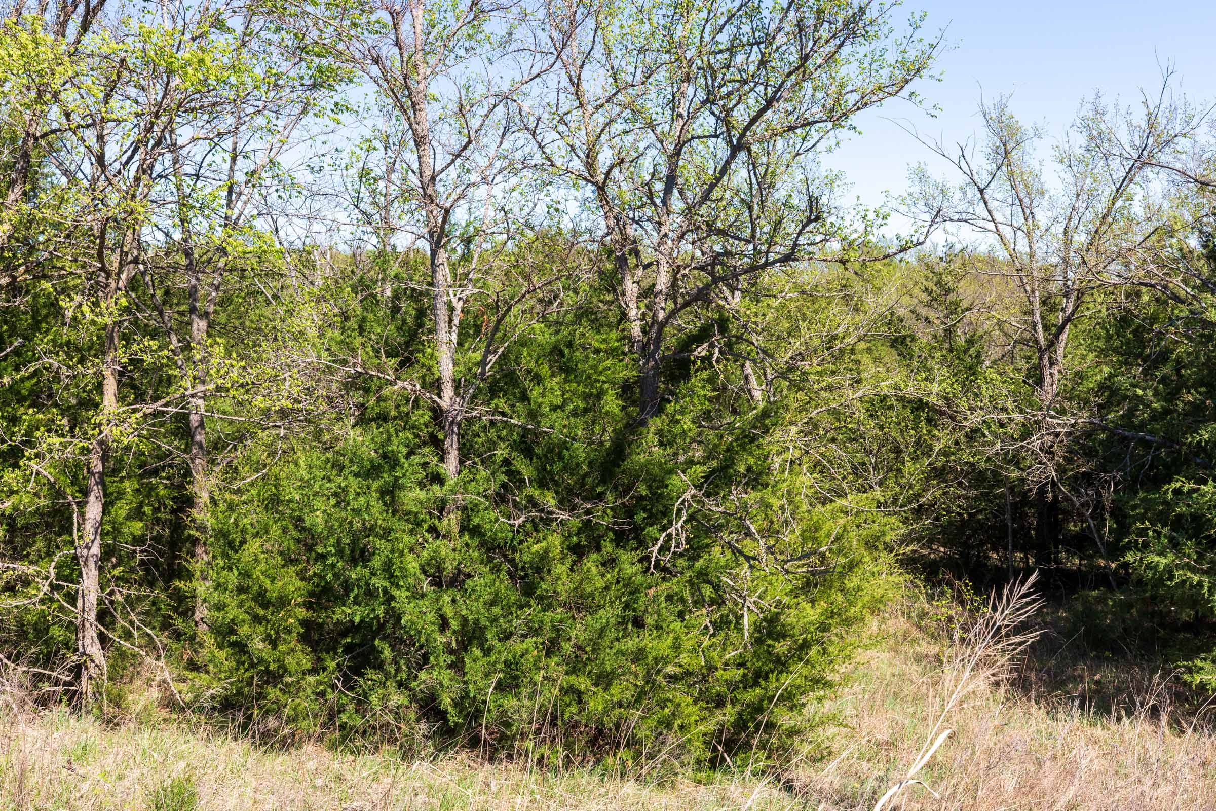 Prairie Grove Tract 8 photo 13