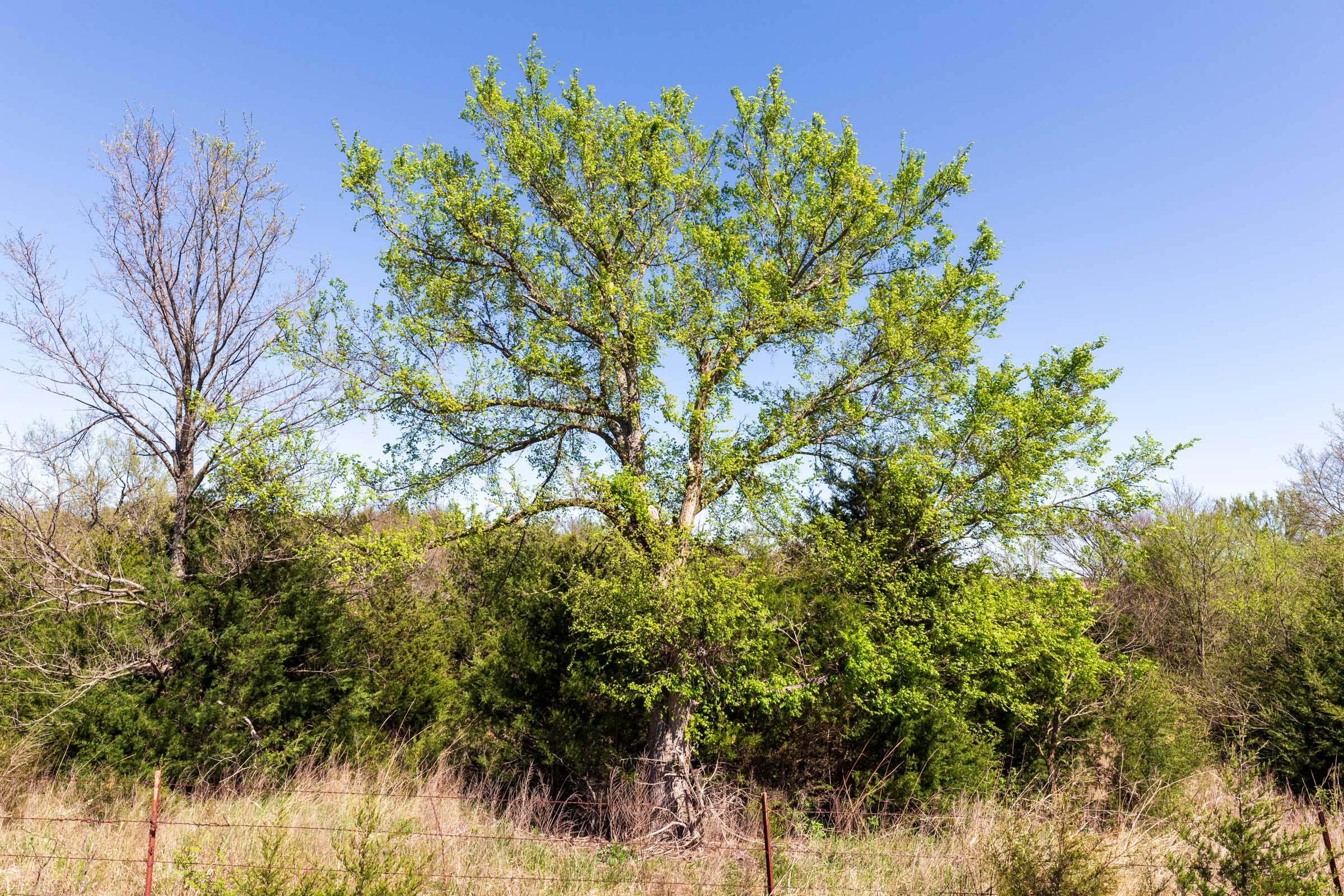 Prairie Grove Tract 8 photo 2