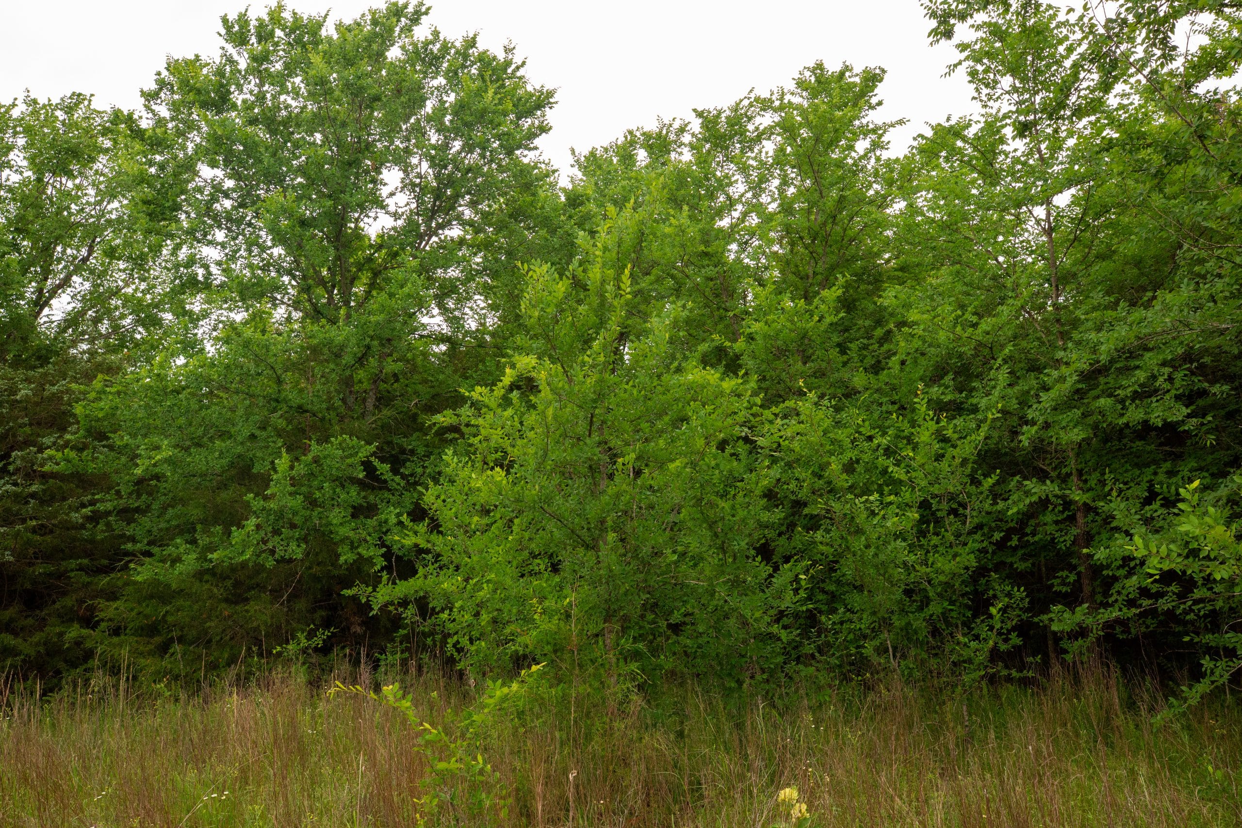 Prairie Grove Tract 8 photo 4