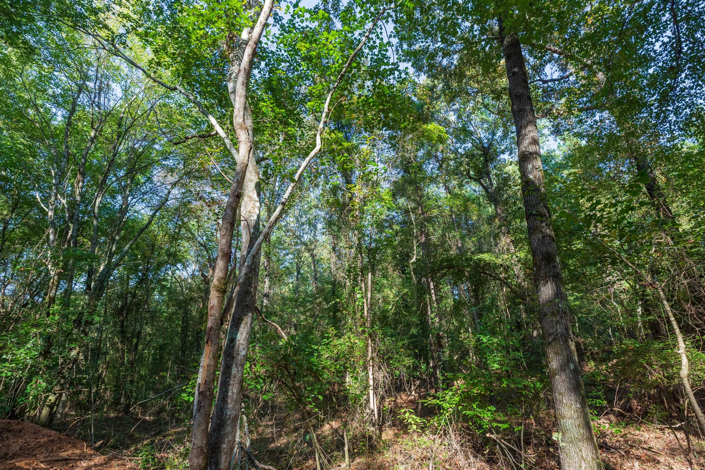 Willow Grove Tract 4 photo 2