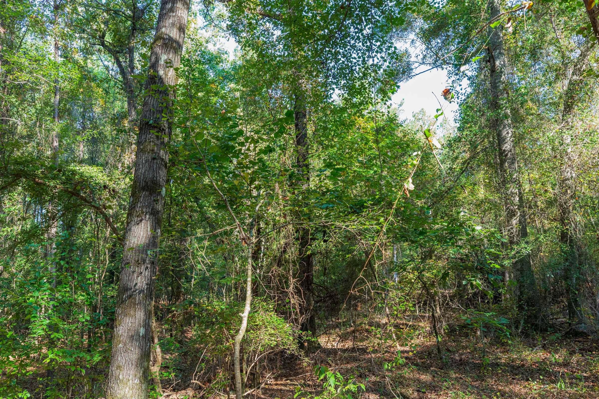 Willow Grove Tract 4 photo 5