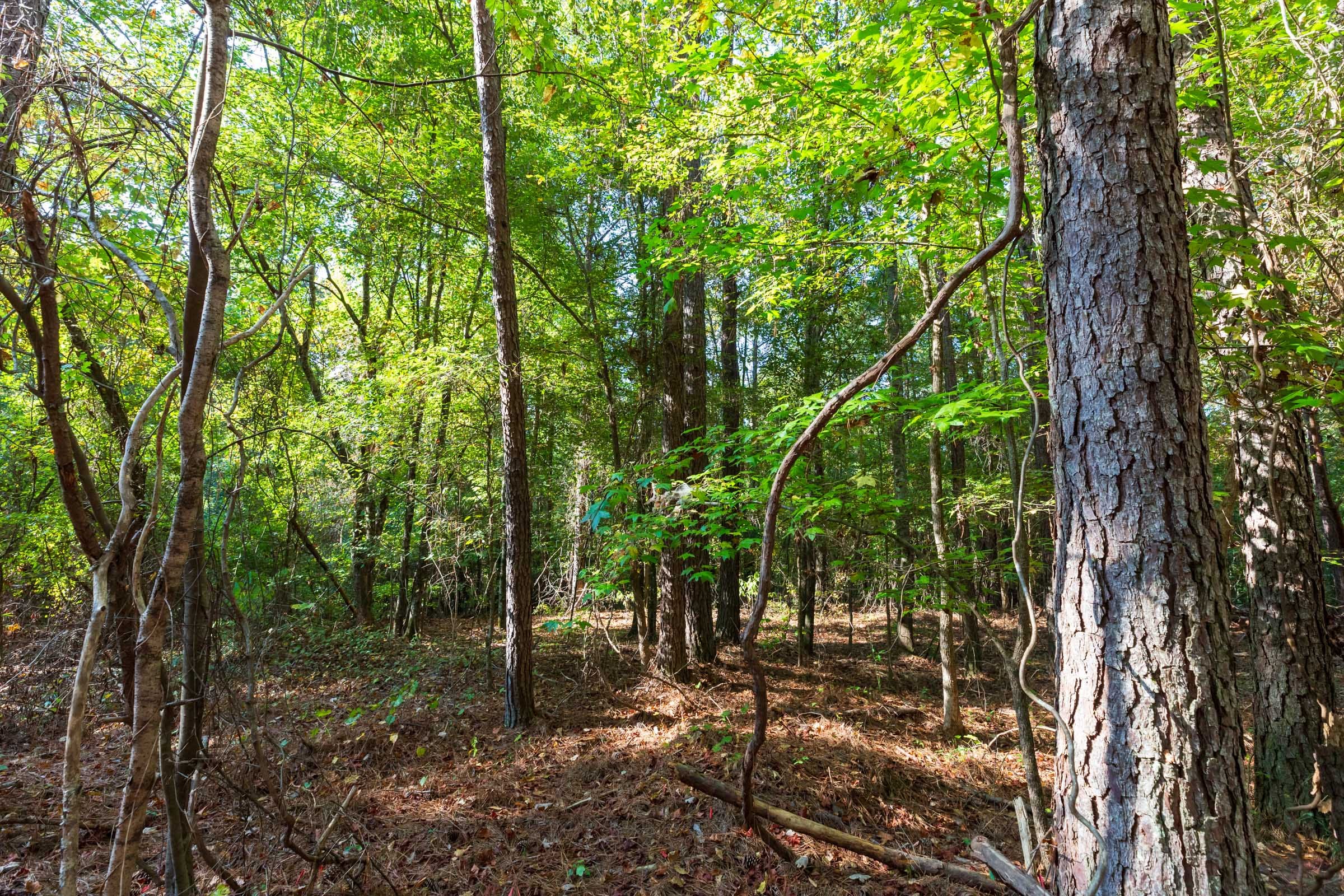 Willow Grove Tract 4 photo 6