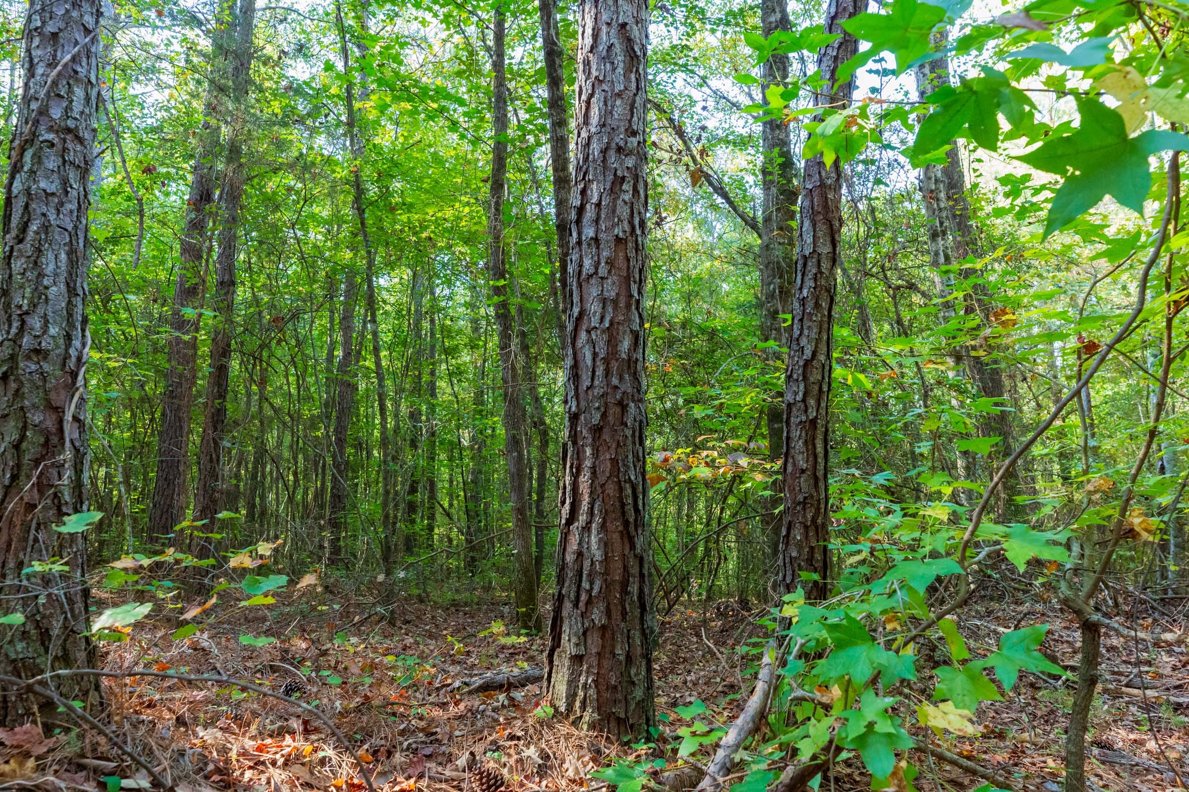 Willow Grove Tract 4 photo 3