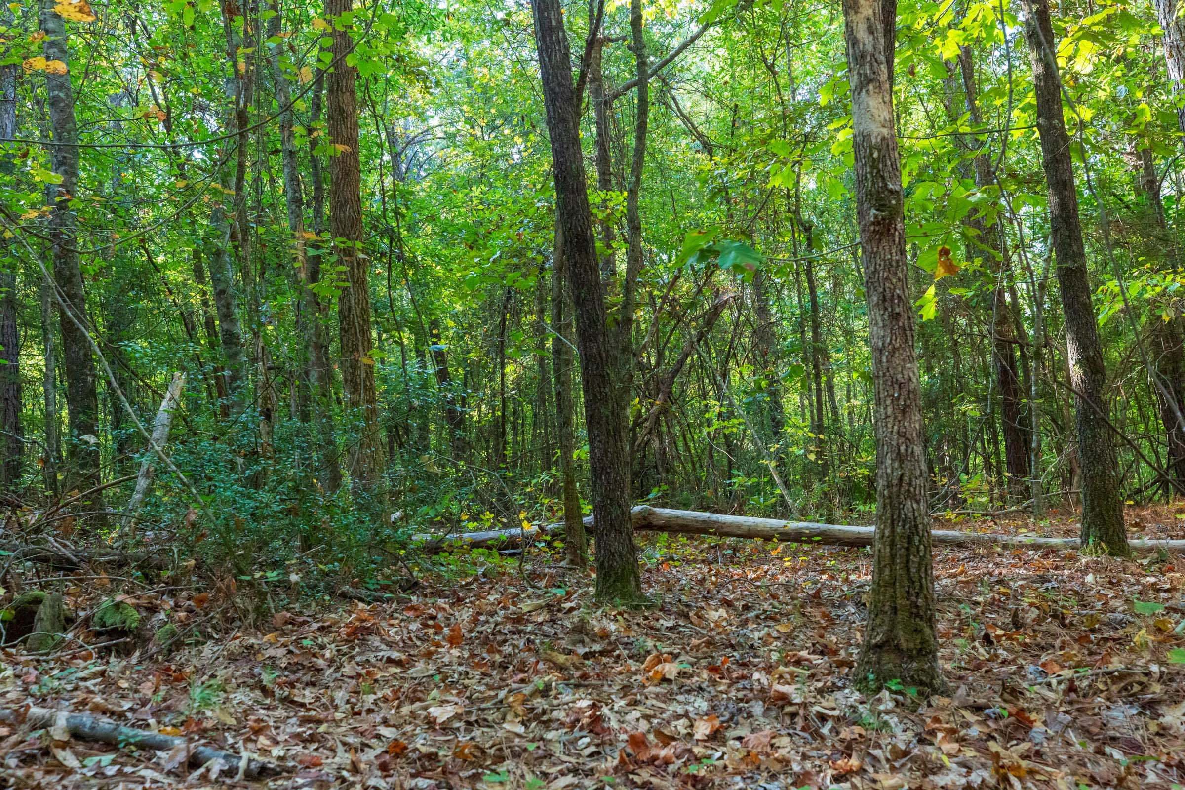 Willow Grove Tract 4 photo 10