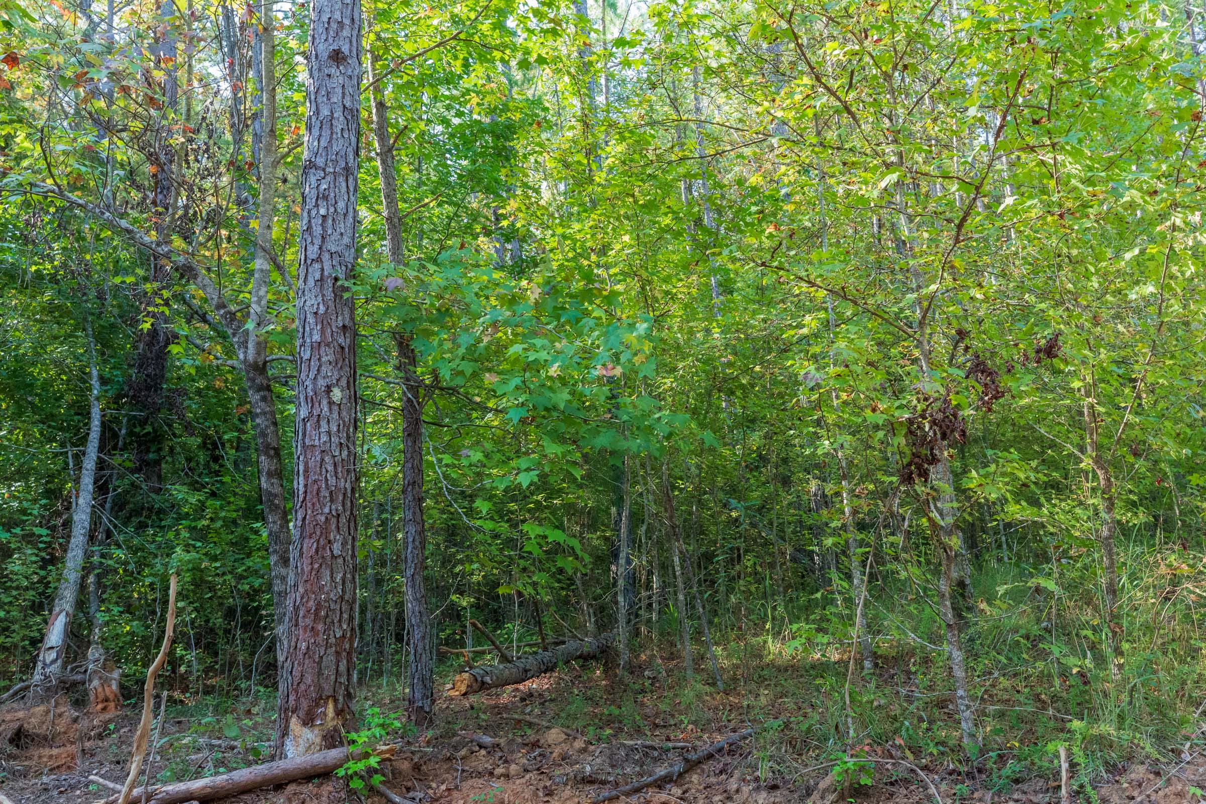 Willow Grove Tract 4 photo 9
