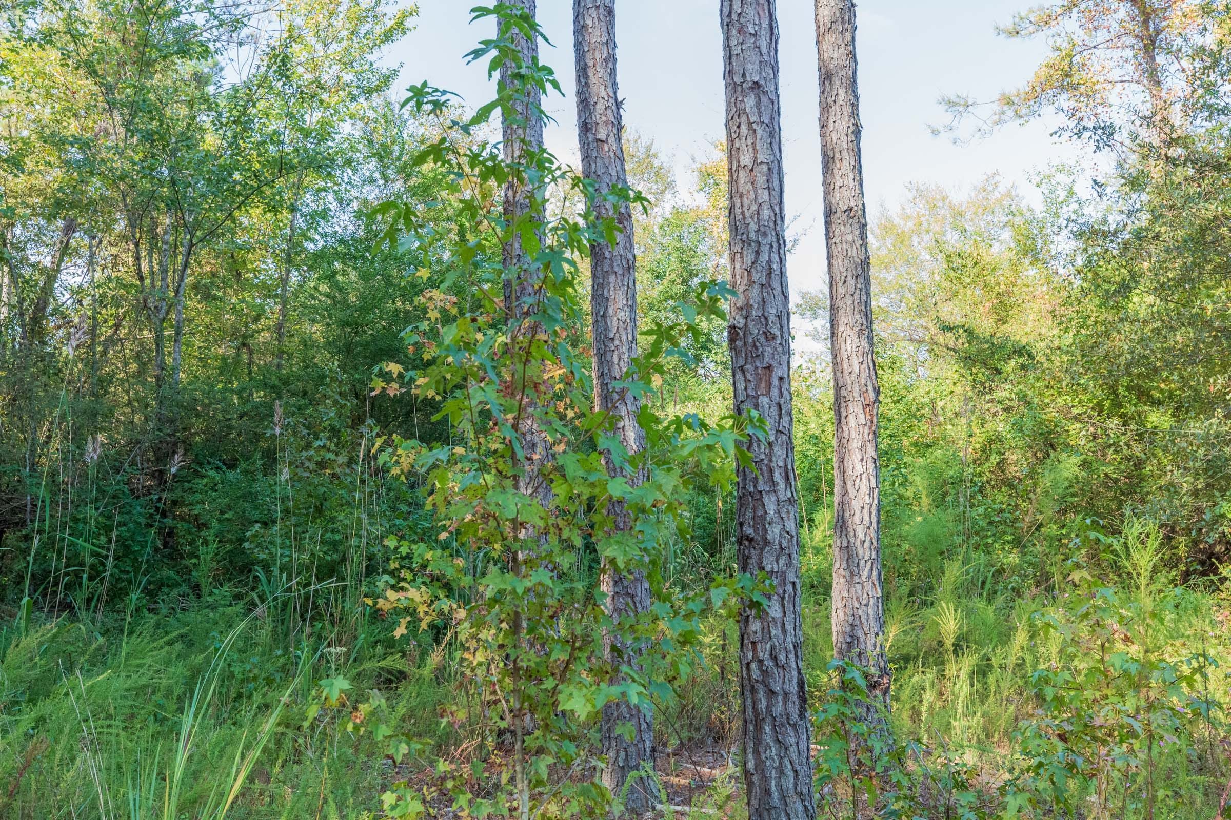 Willow Grove Tract 4 photo 11