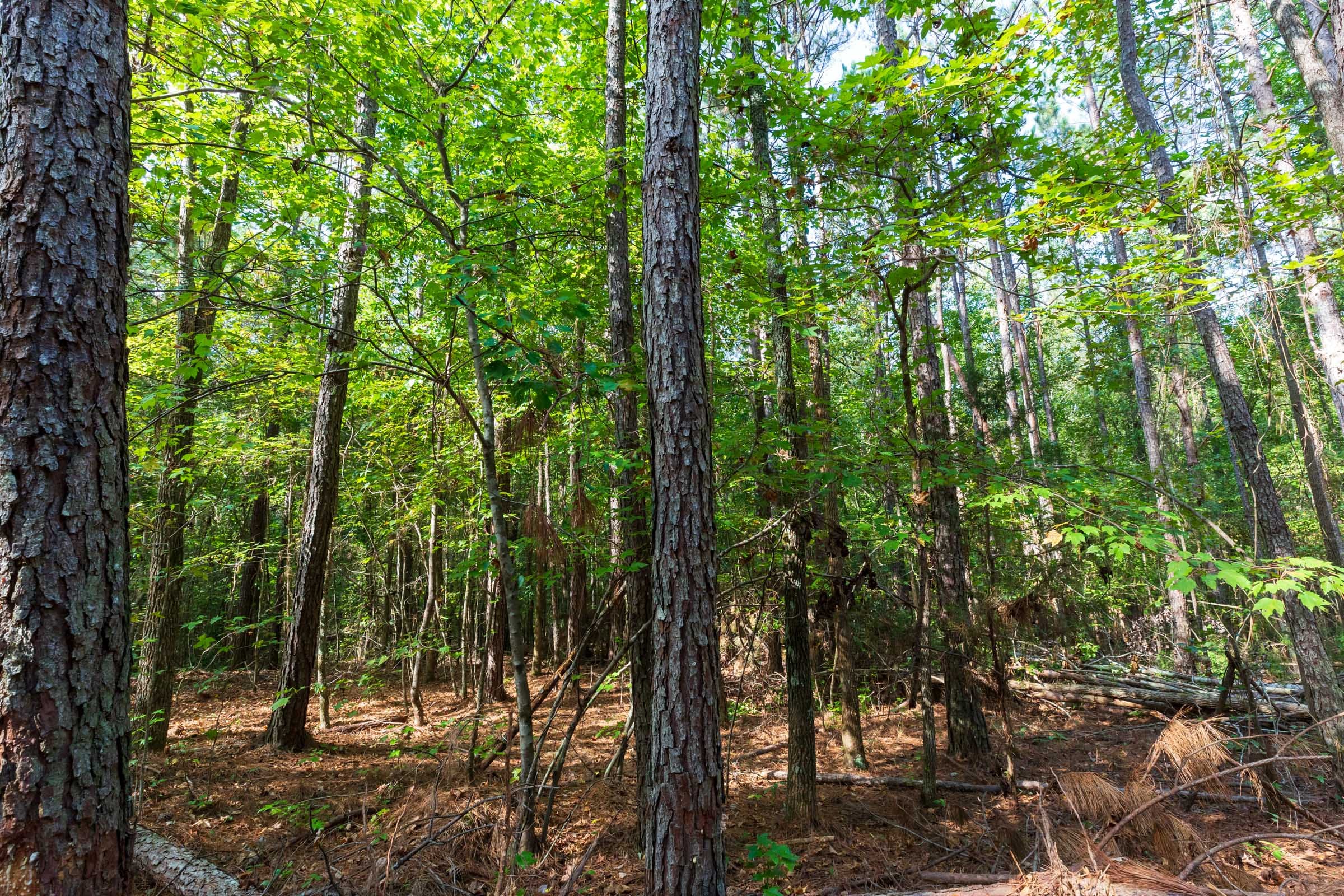 Willow Grove Tract 4 photo 14