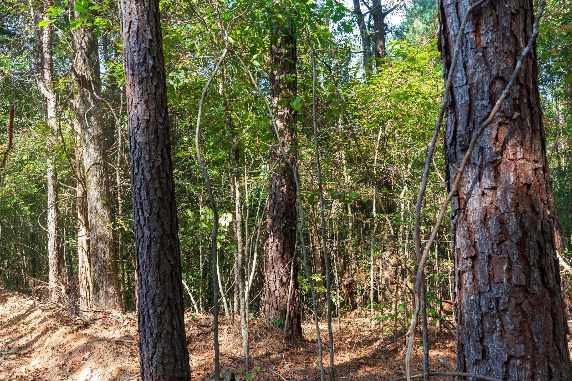 Willow Grove Tract 4 photo 13