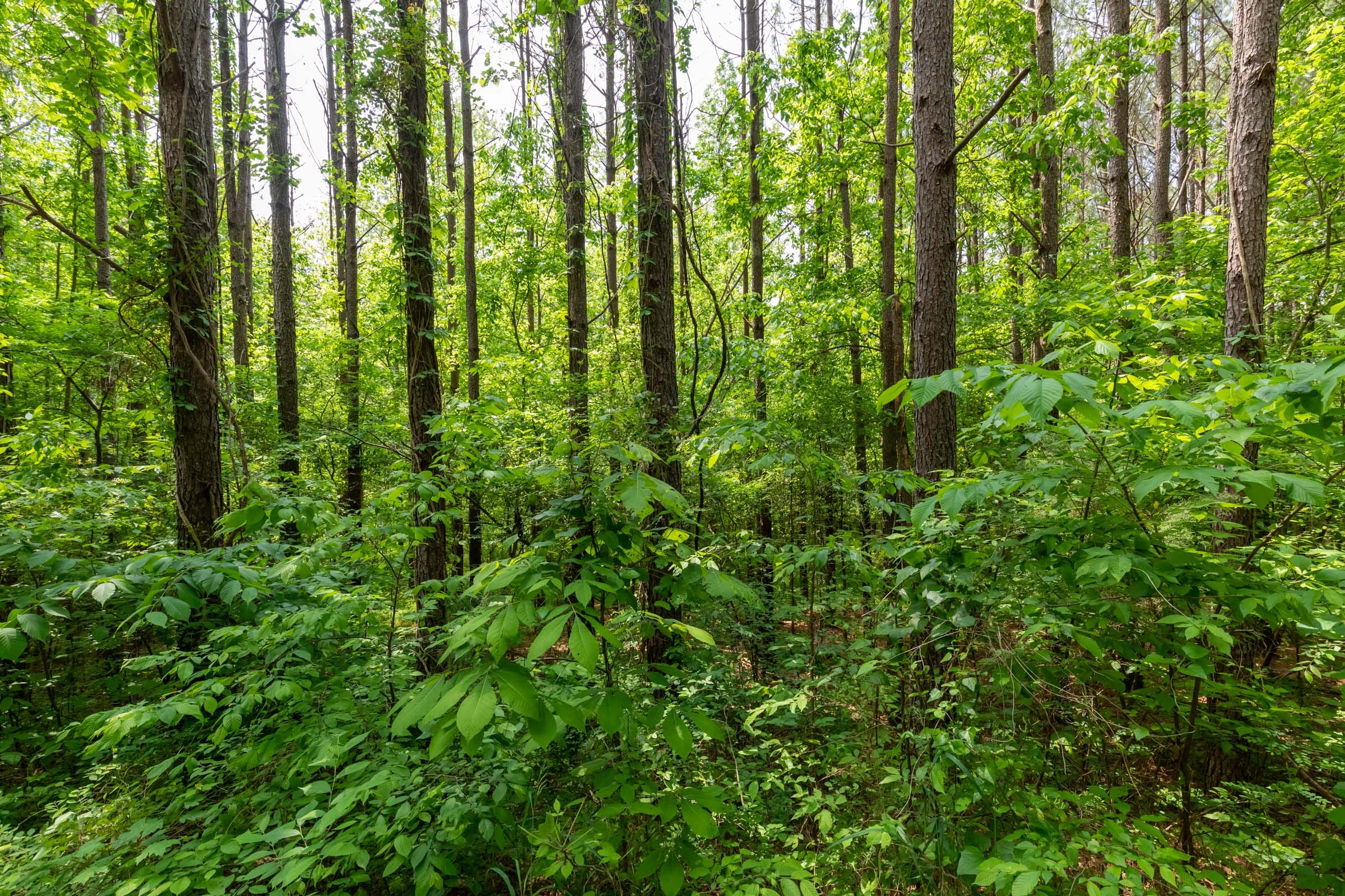 Cedar Creek Tract 41 photo 2